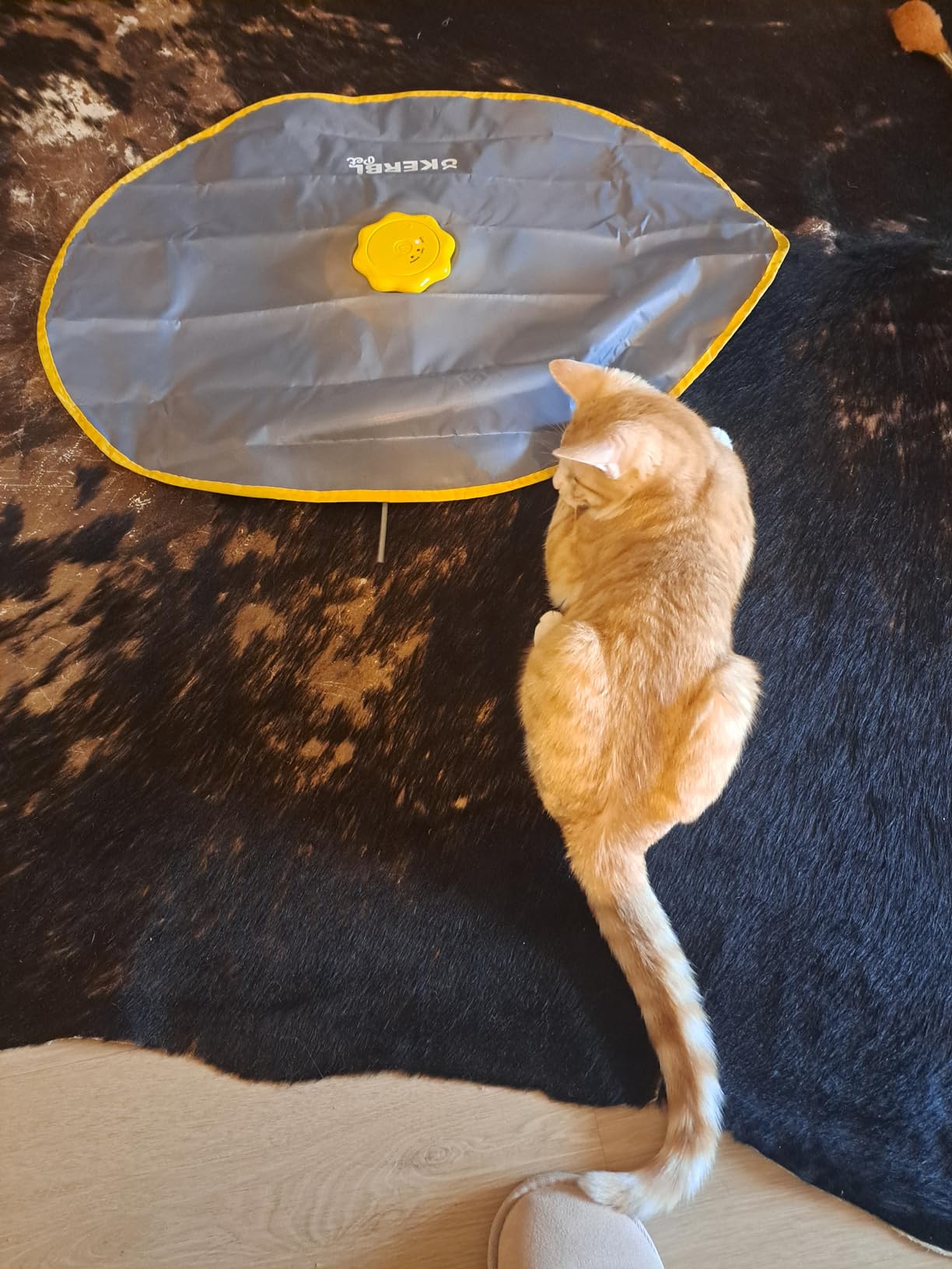 Auch für scheue Katzen geeignet