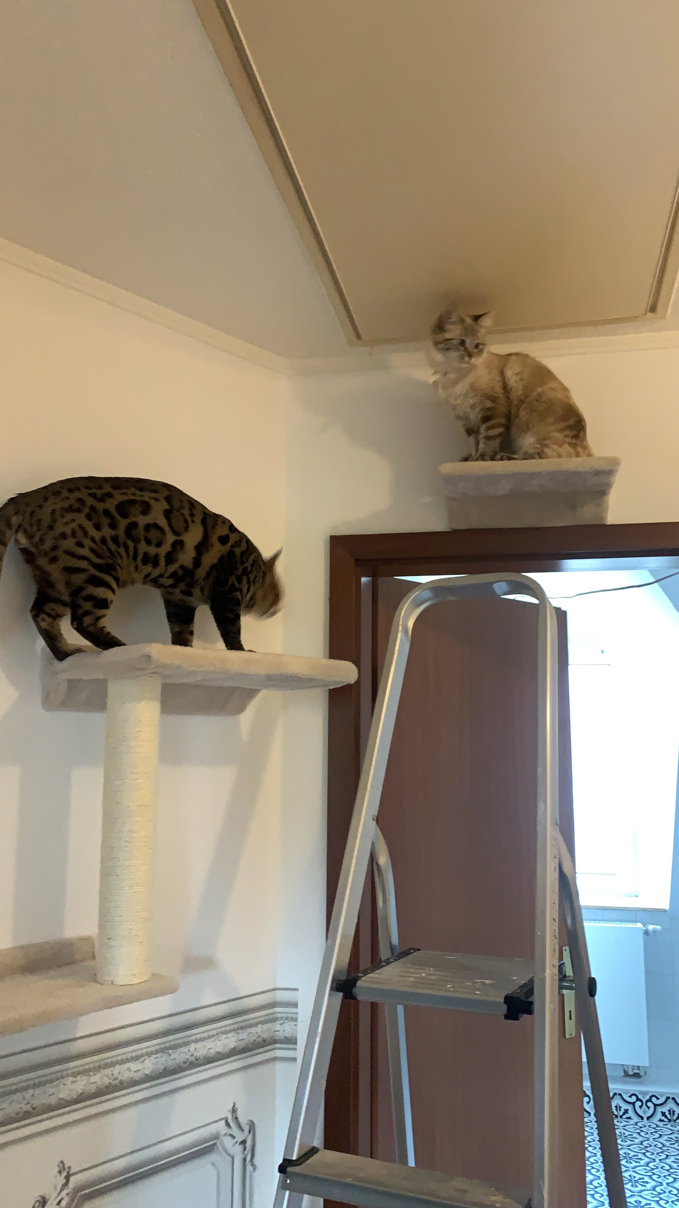 Ideal für verspielte Jungkatzen