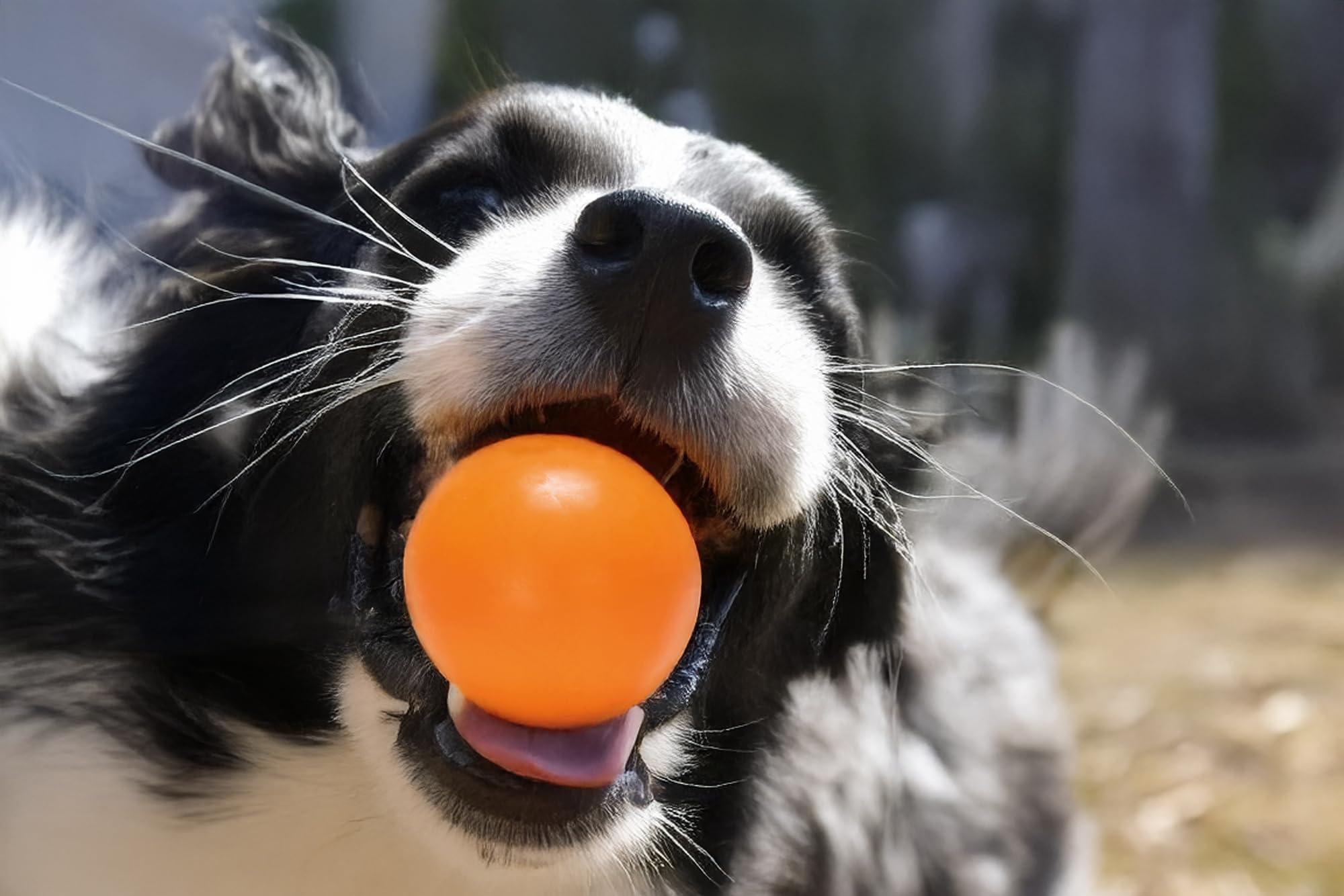 karlie-gummi-ball-orange-hundespielzeug-ball-durchm-6-cm image 3