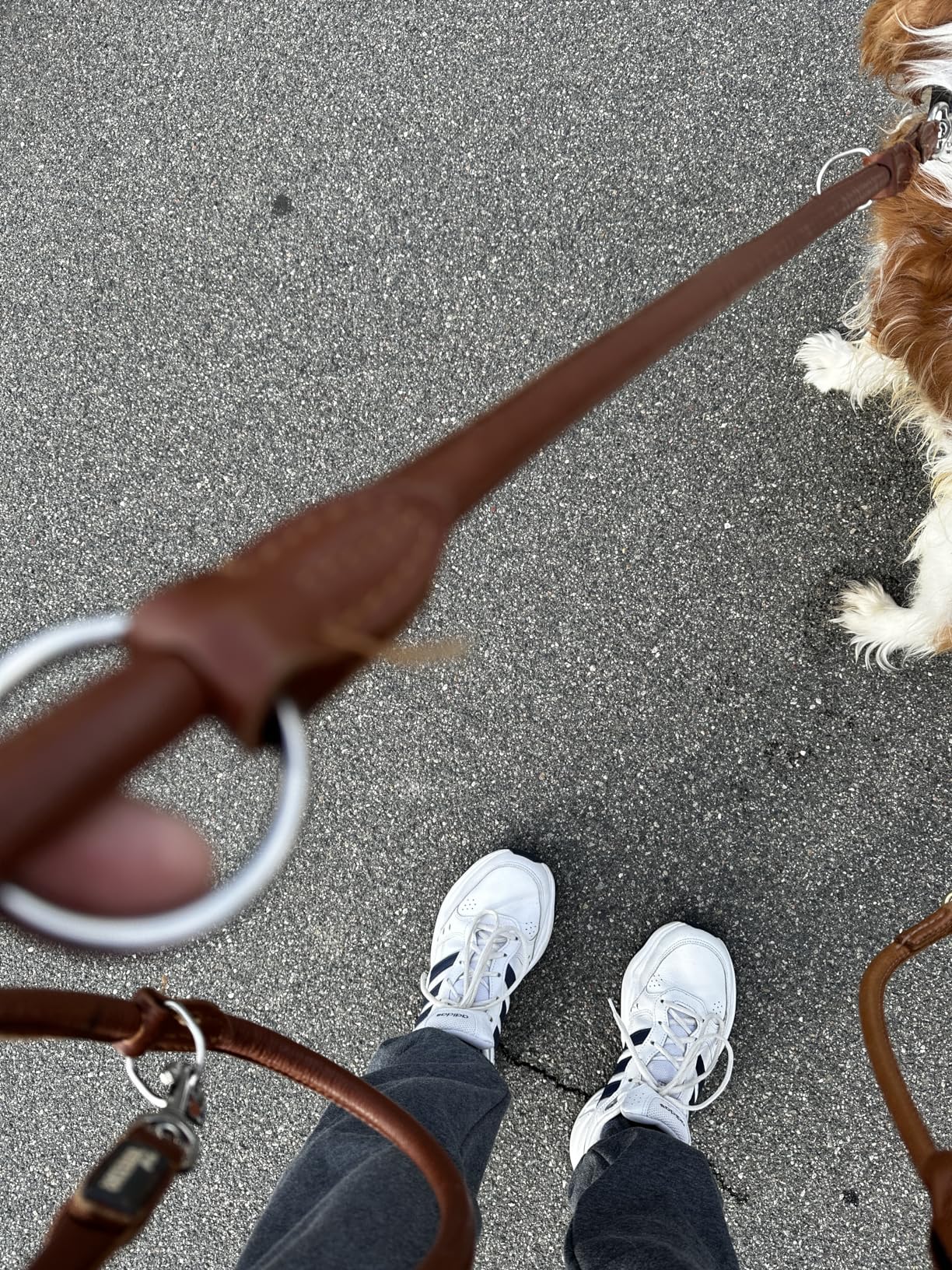 Gute Alltagsleine für meinen Beagle
