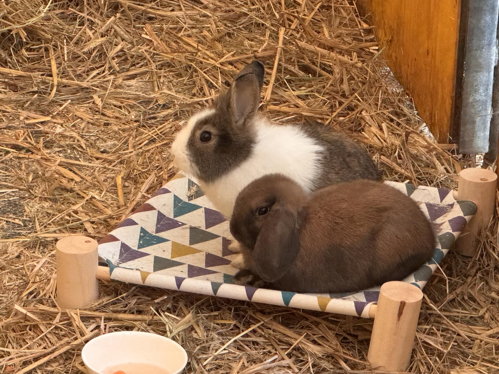Unsere Ratten lieben sie