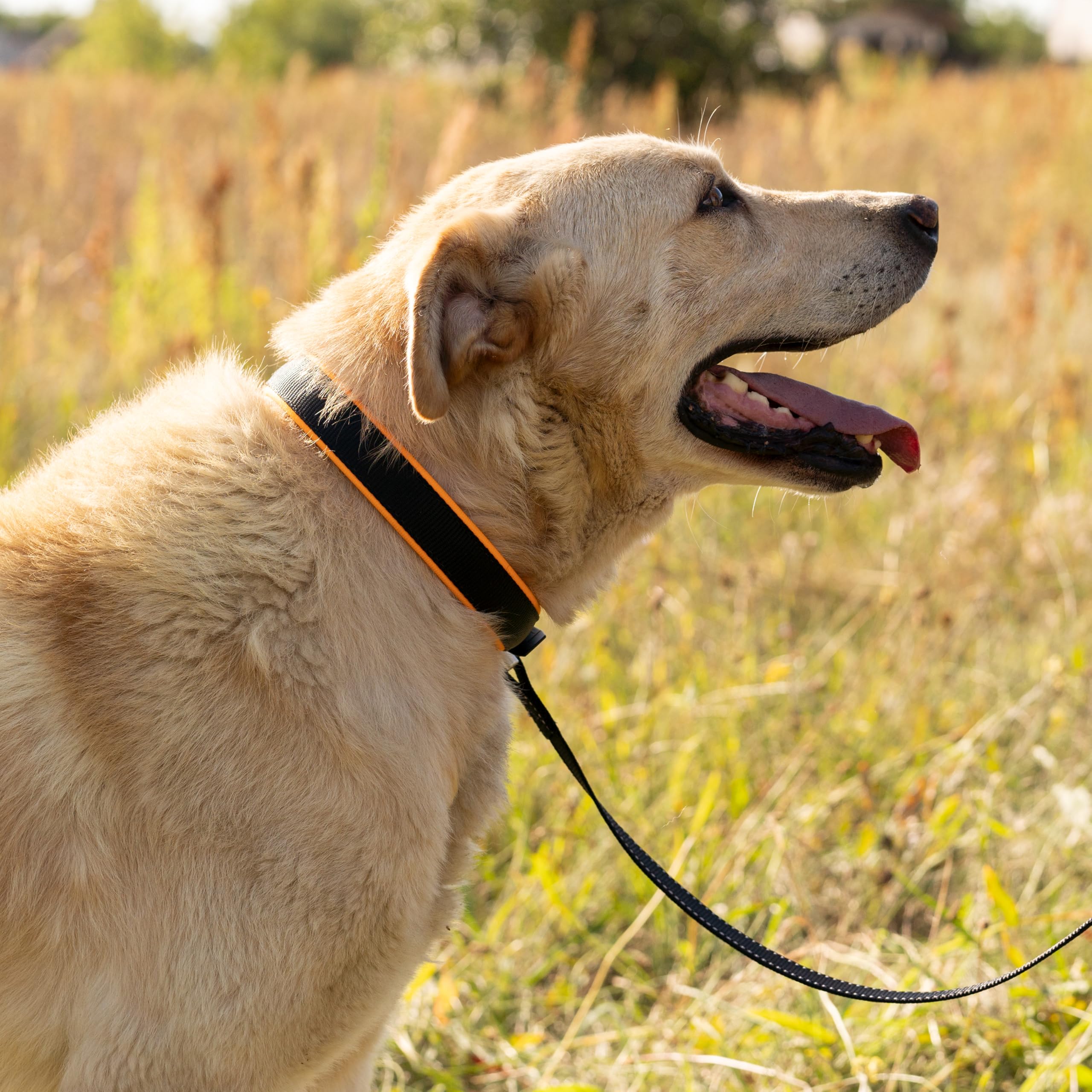 ferplast-ergofluo-c25-51-hundehalsband-orange-gepolstert image 2