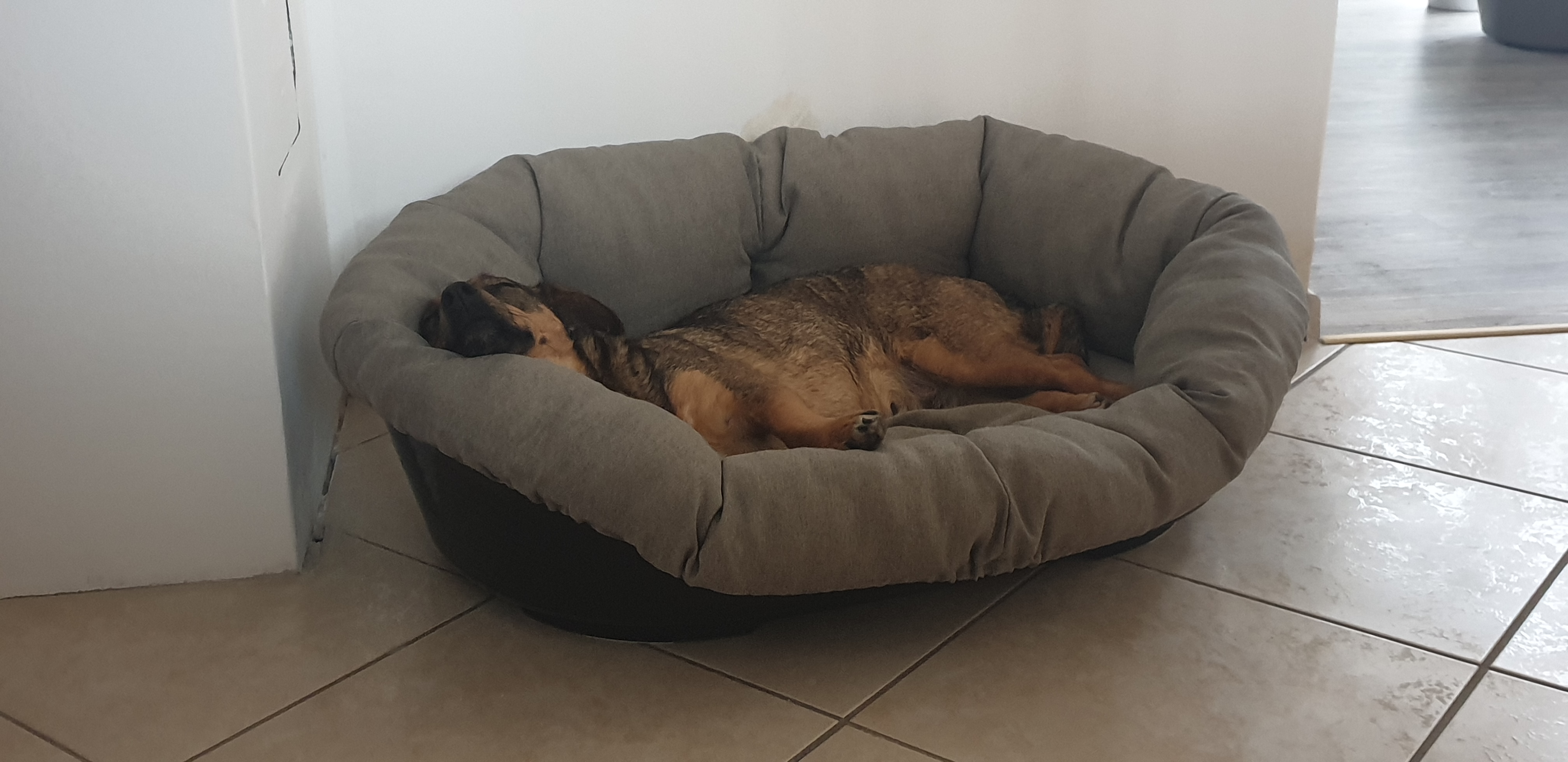 Bequemes Körbchen für großen Hund