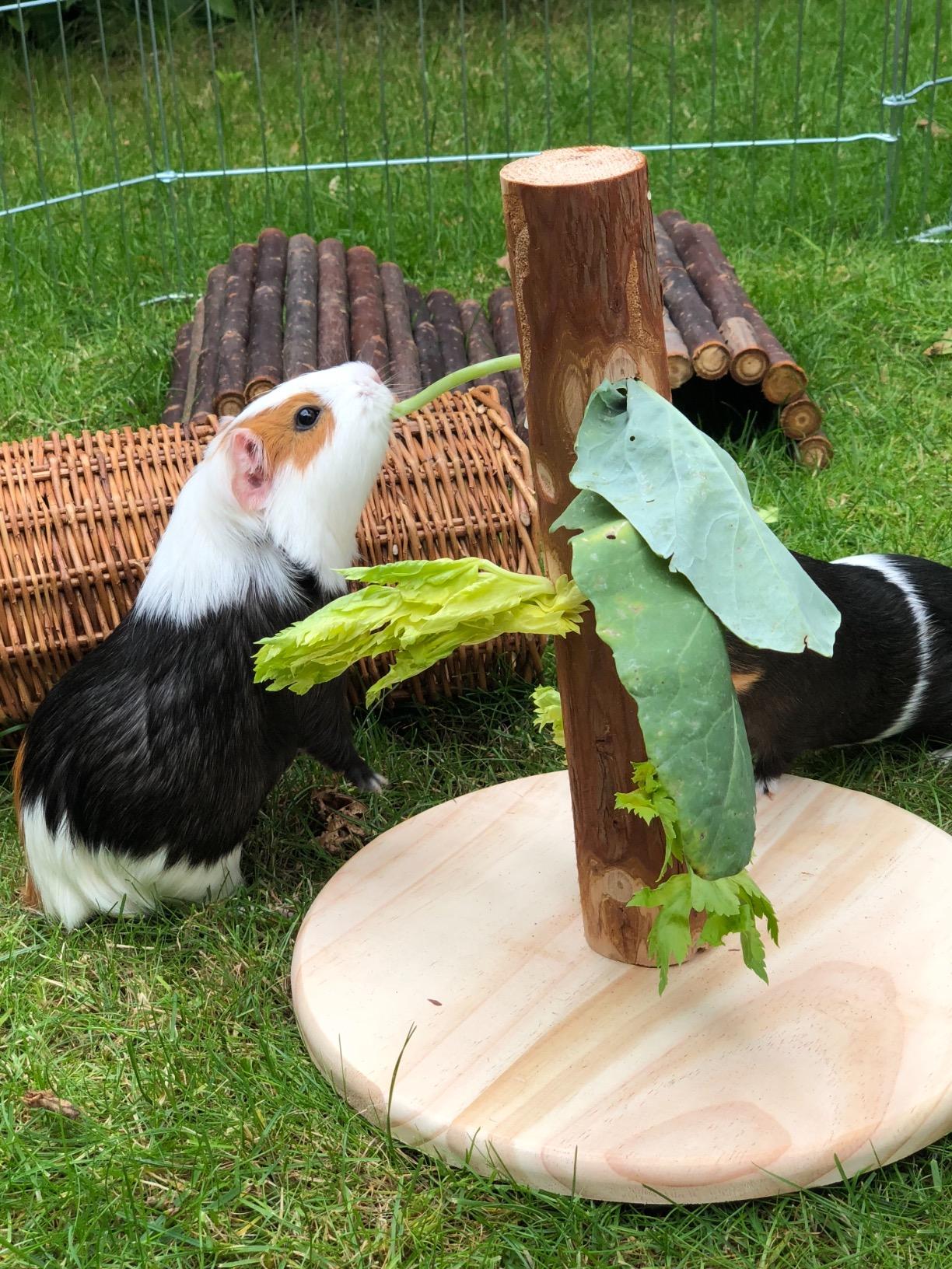 Auch für Vögel zweckentfremdet