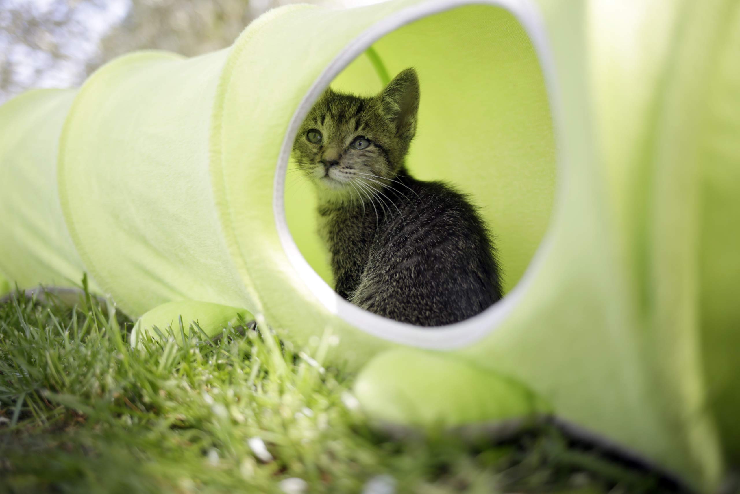 kerbl-pet-katzentunnel-raupe-gr-n-30-x-170-cm-f-r-1-2-katzen image 2