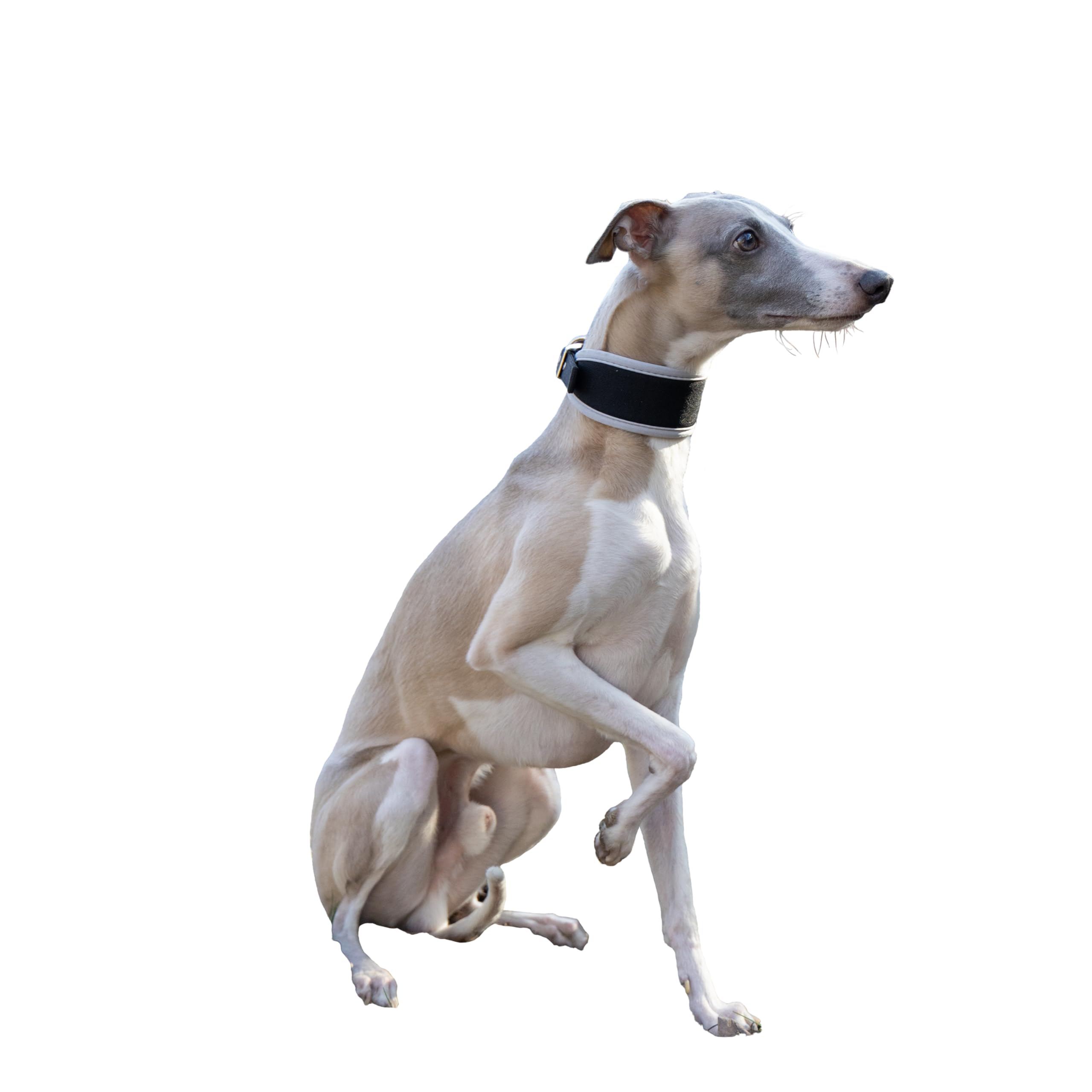 ferplast-ergocomfort-windhund-hundehalsband-cw15-32-nylon-mit-polsterung-silber- image 3
