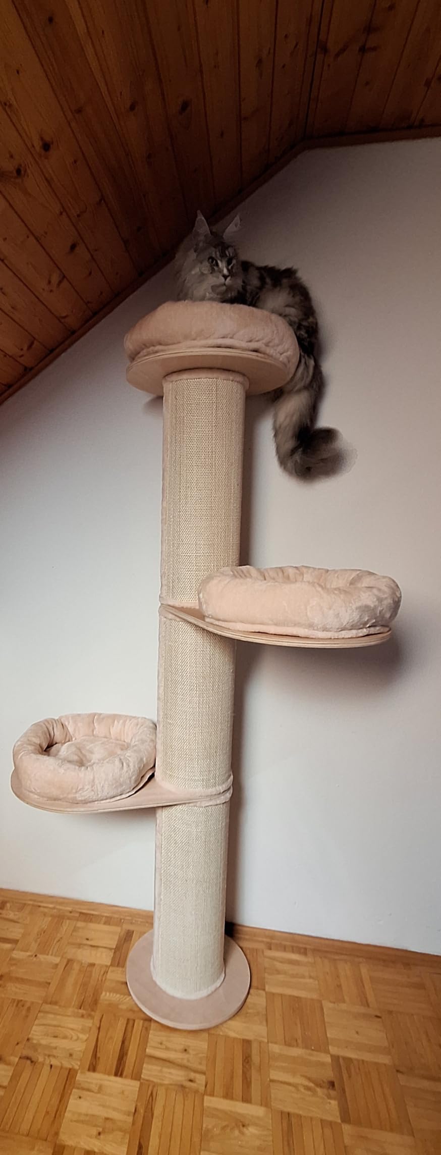 Unsere Maine Coon liebt ihn