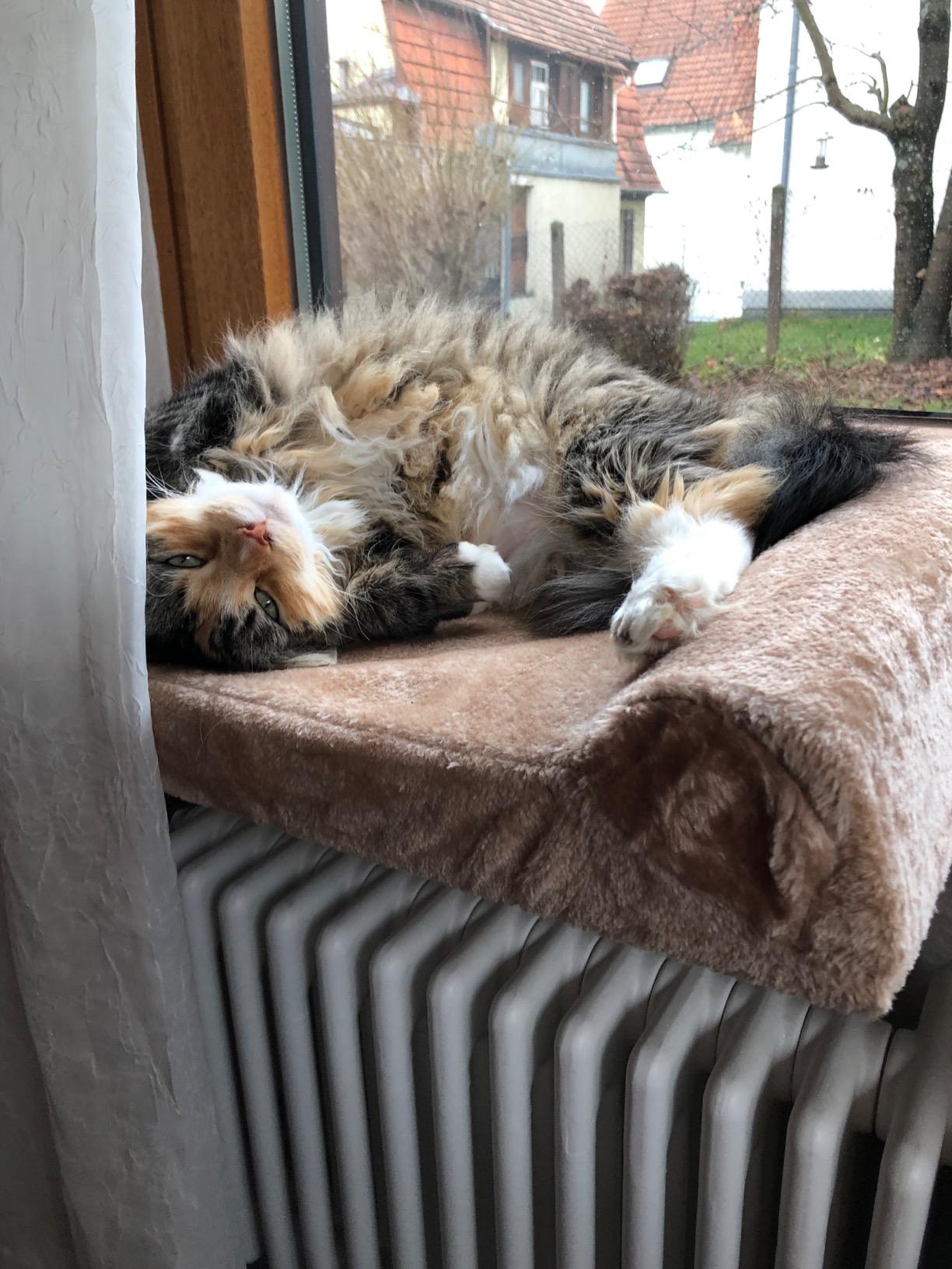Stabil auch für dicke Katzen