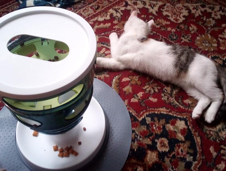 Nicht für jede Katze