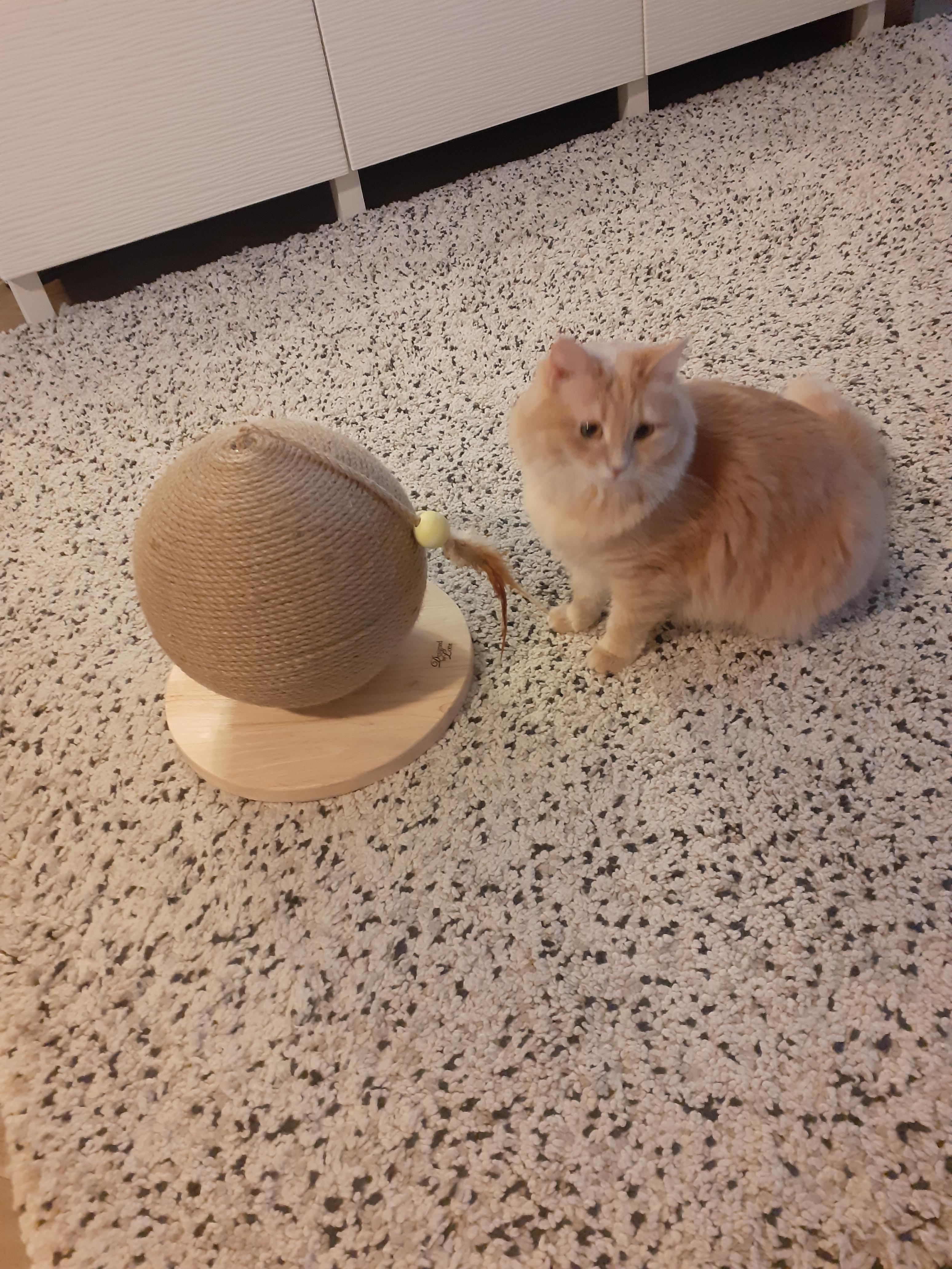 Top für Kitten