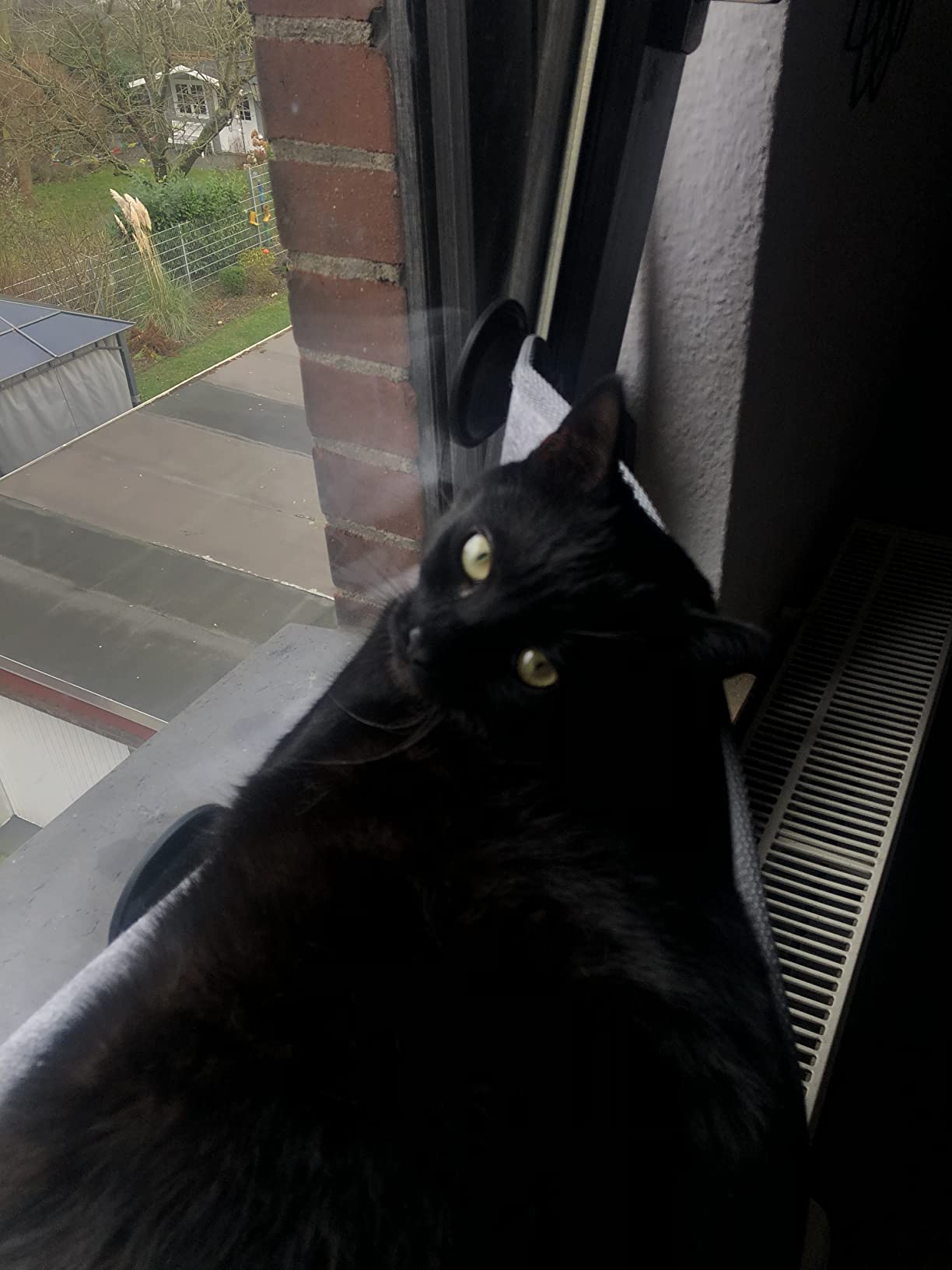 Meine Katze strahlt