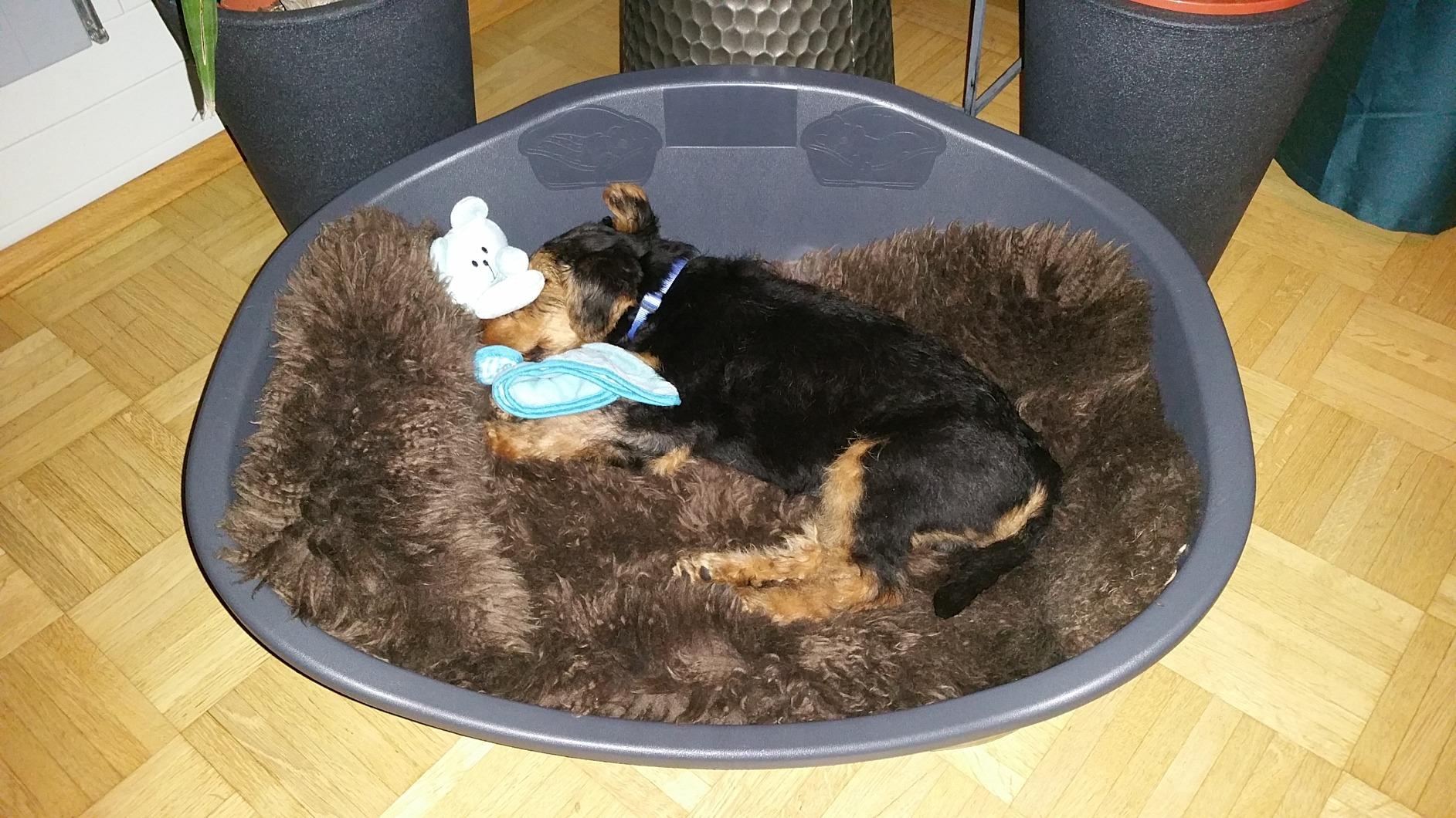 Guter Squeaker, weiches Fell