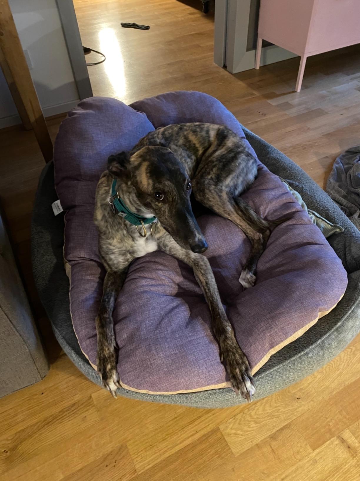 Für schwere Hunde zu weich
