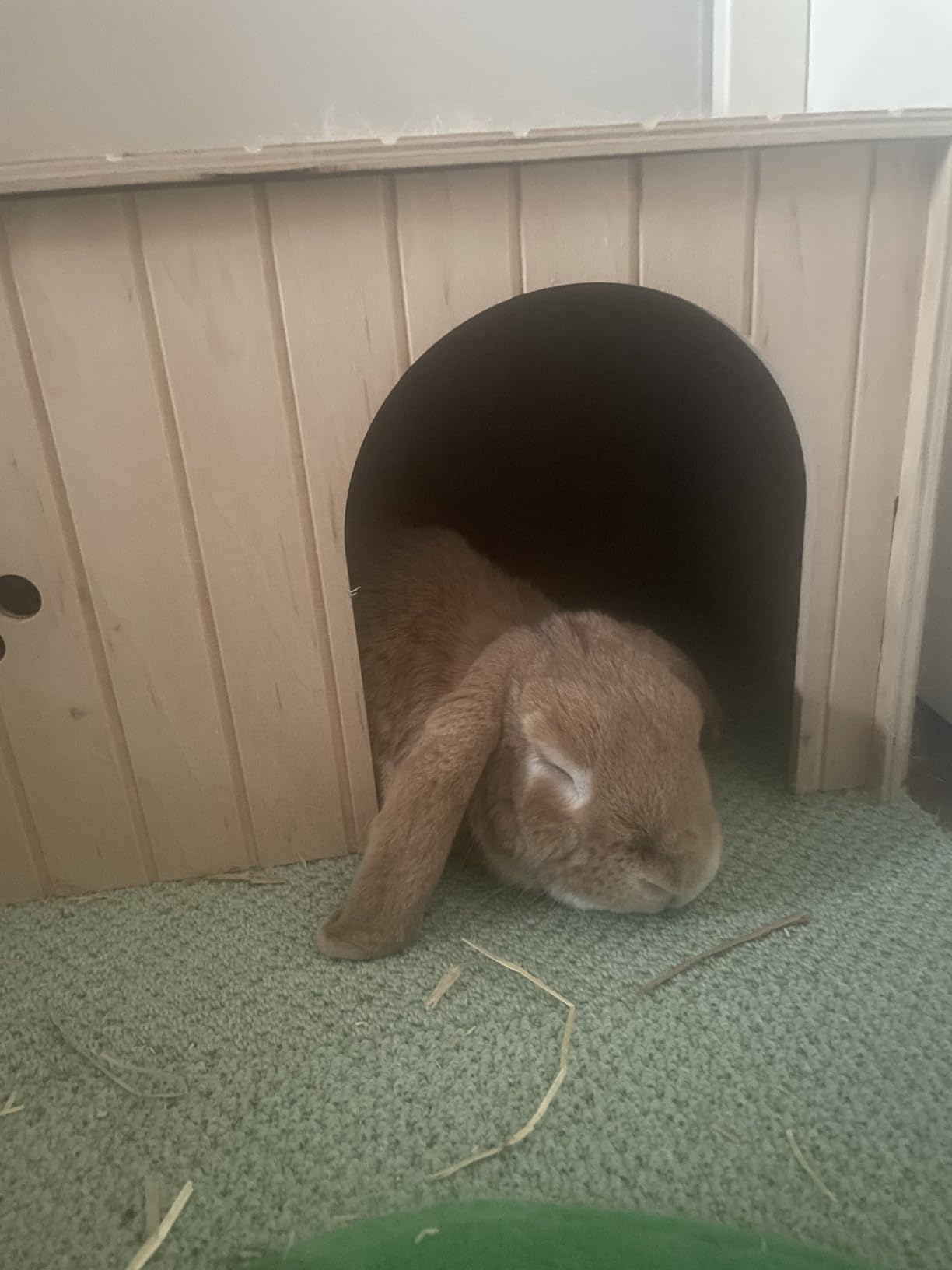 Meerschweinchen lieben es