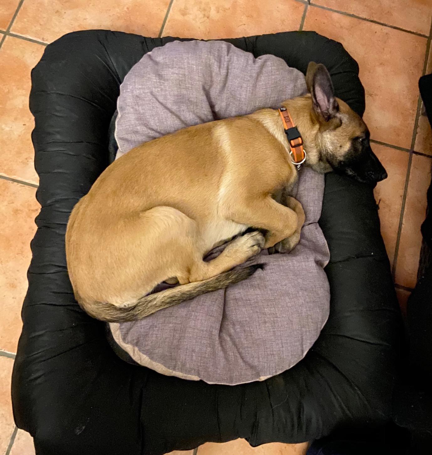 Zweites Kissen fürs Büro