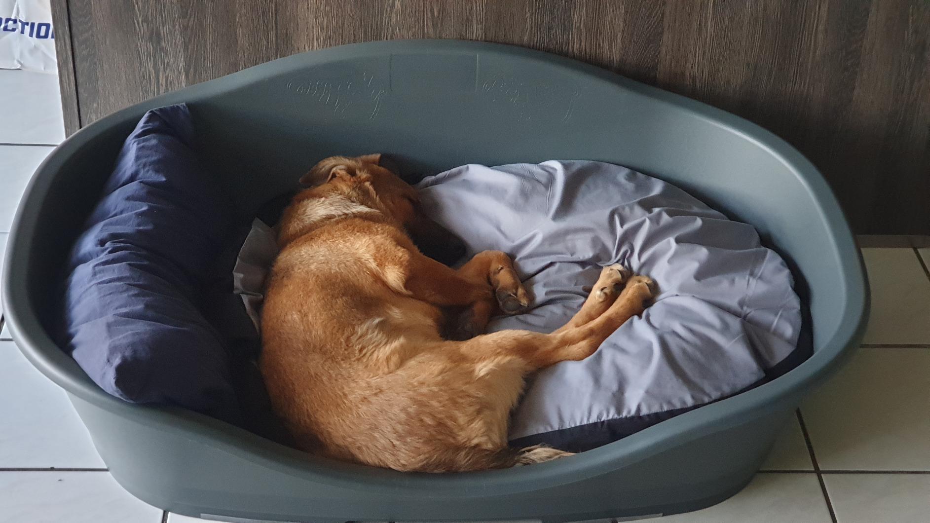 Auch für Senior-Hund ideal