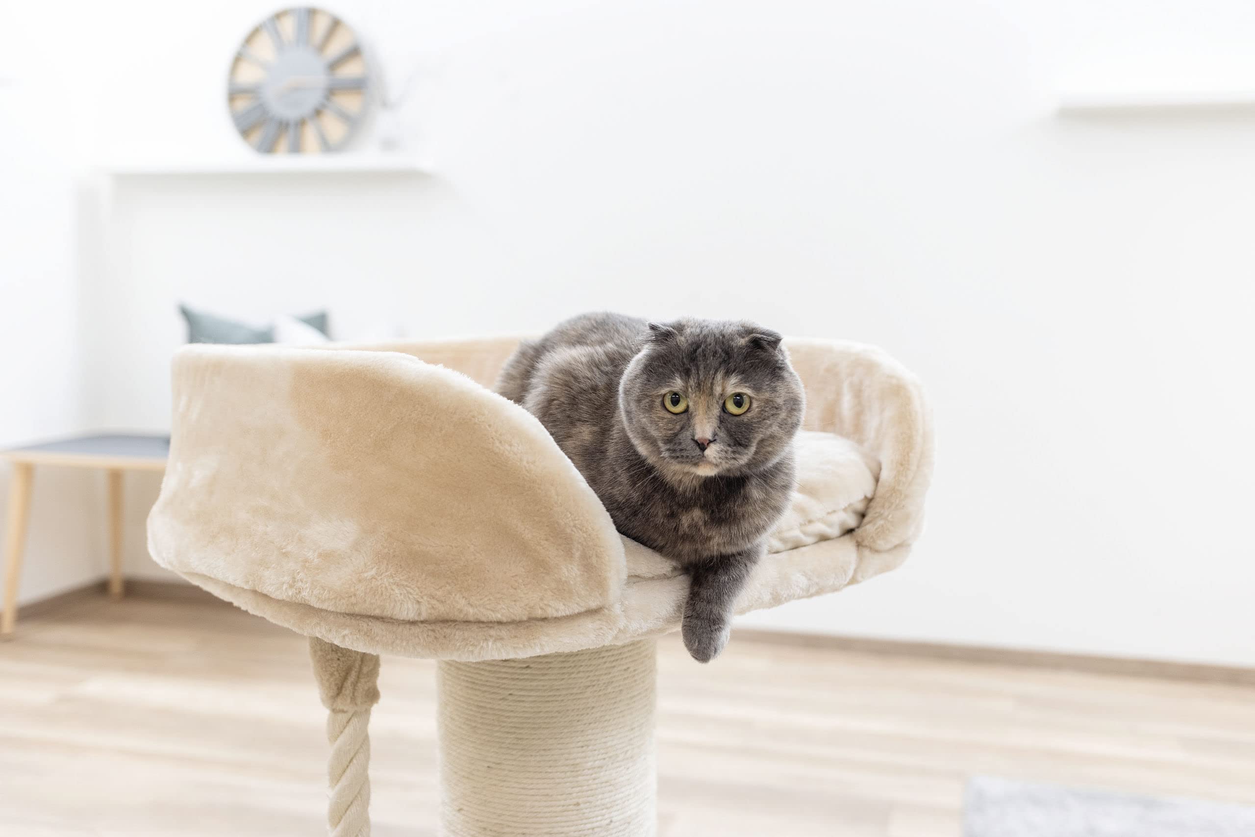 kerbl-pet-kratzbaum-toni-xl-beige-58-x-58-x-93-cm-f-r-maine-coon image 3