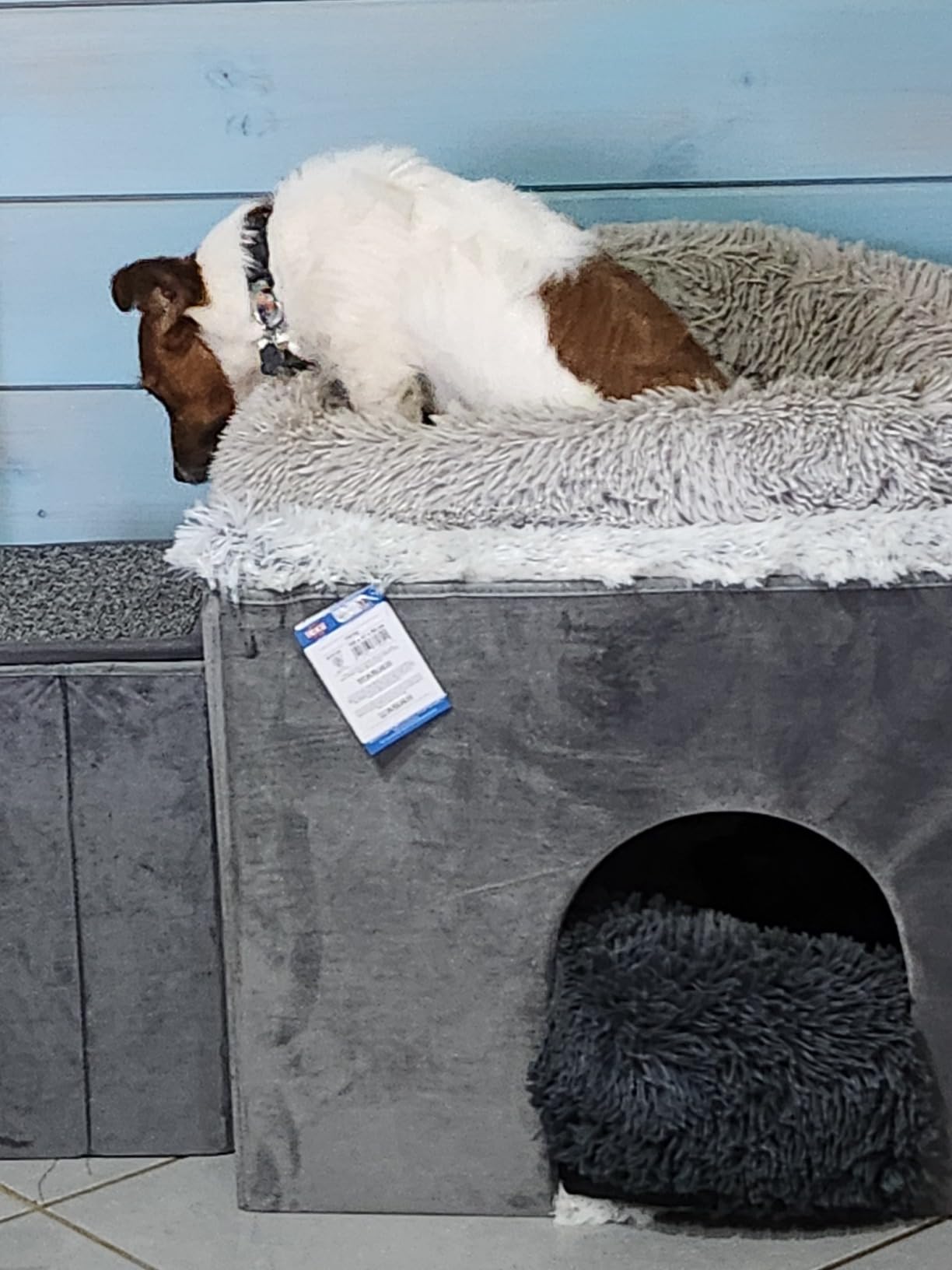 Schneller Versand, glückliche Katzen