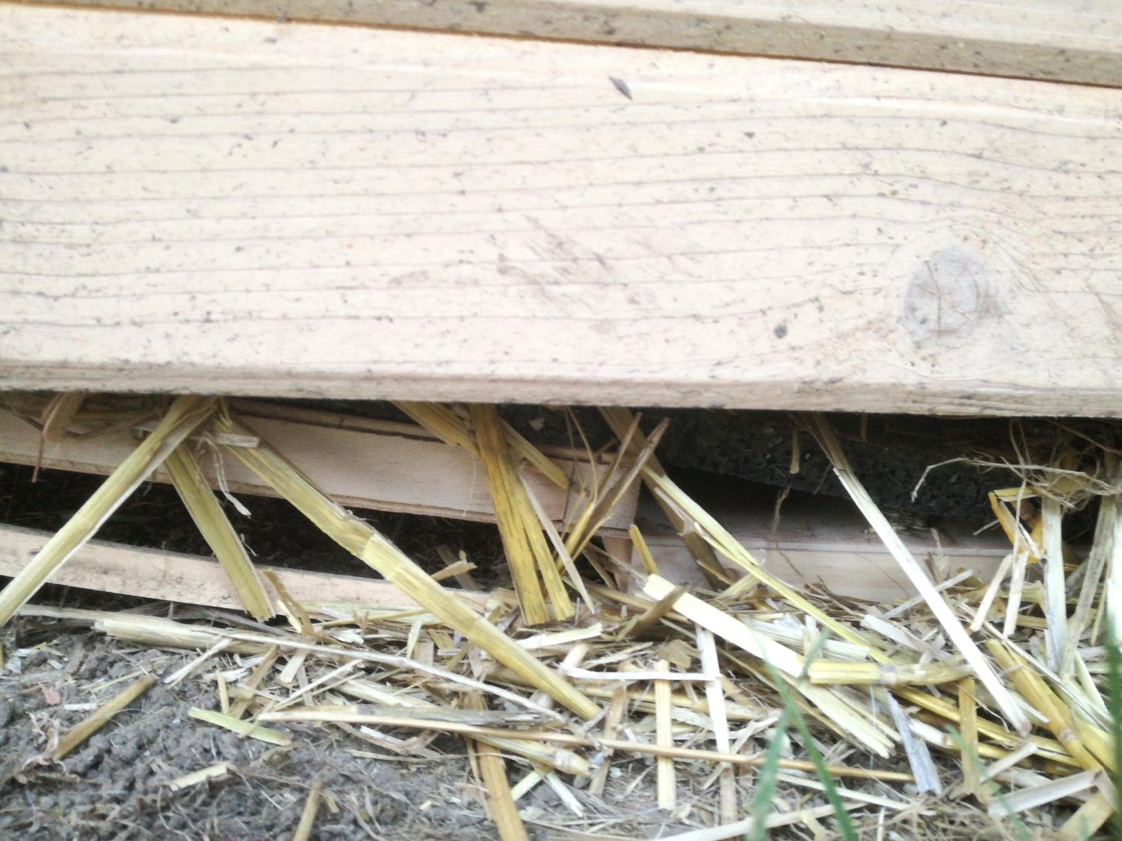 Schneller Aufbau, glücklicher Hund