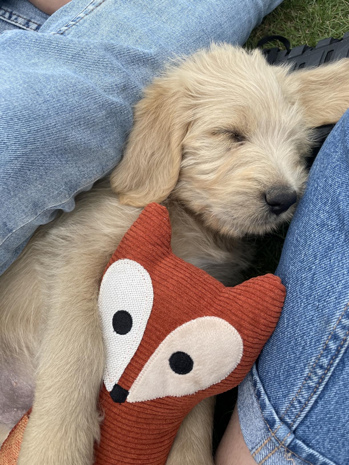 Gut für Kuscheln und Spielen