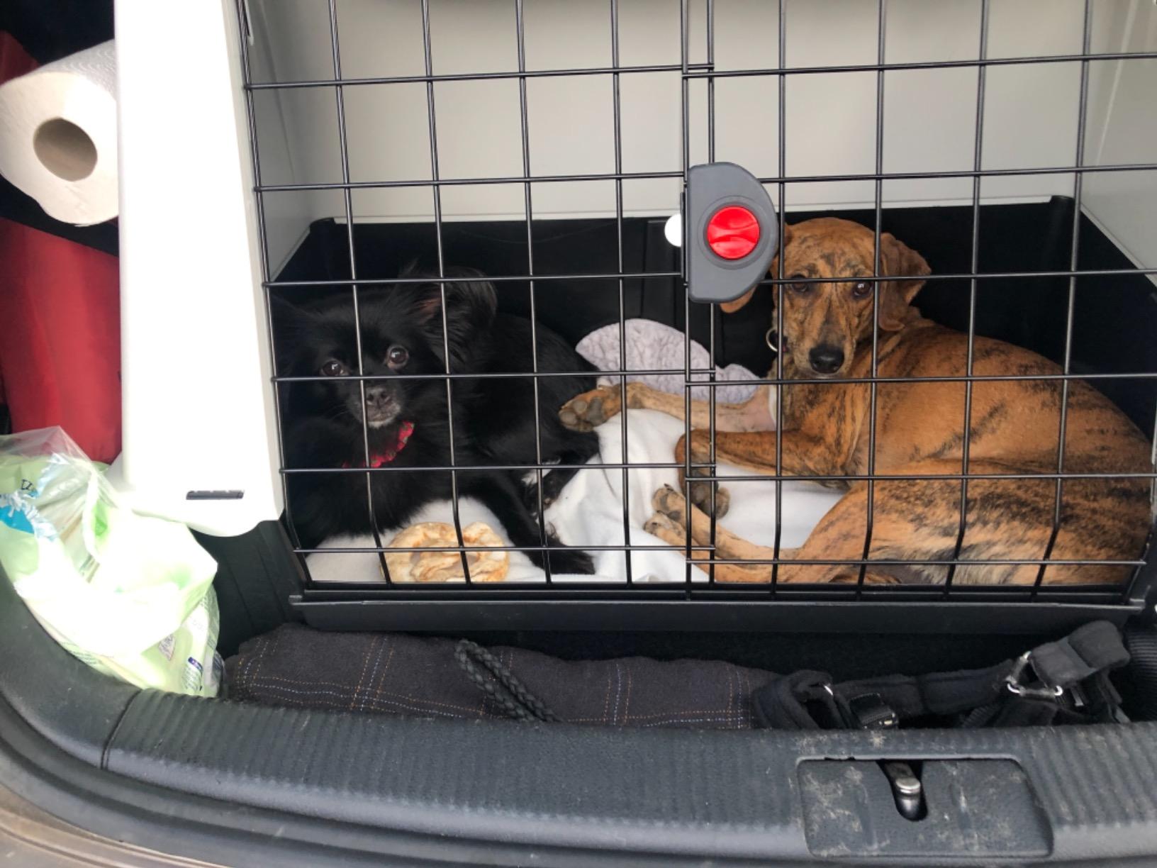 Top für den Urlaub mit Hund – jeden Tag im Einsatz und immer noch wie neu