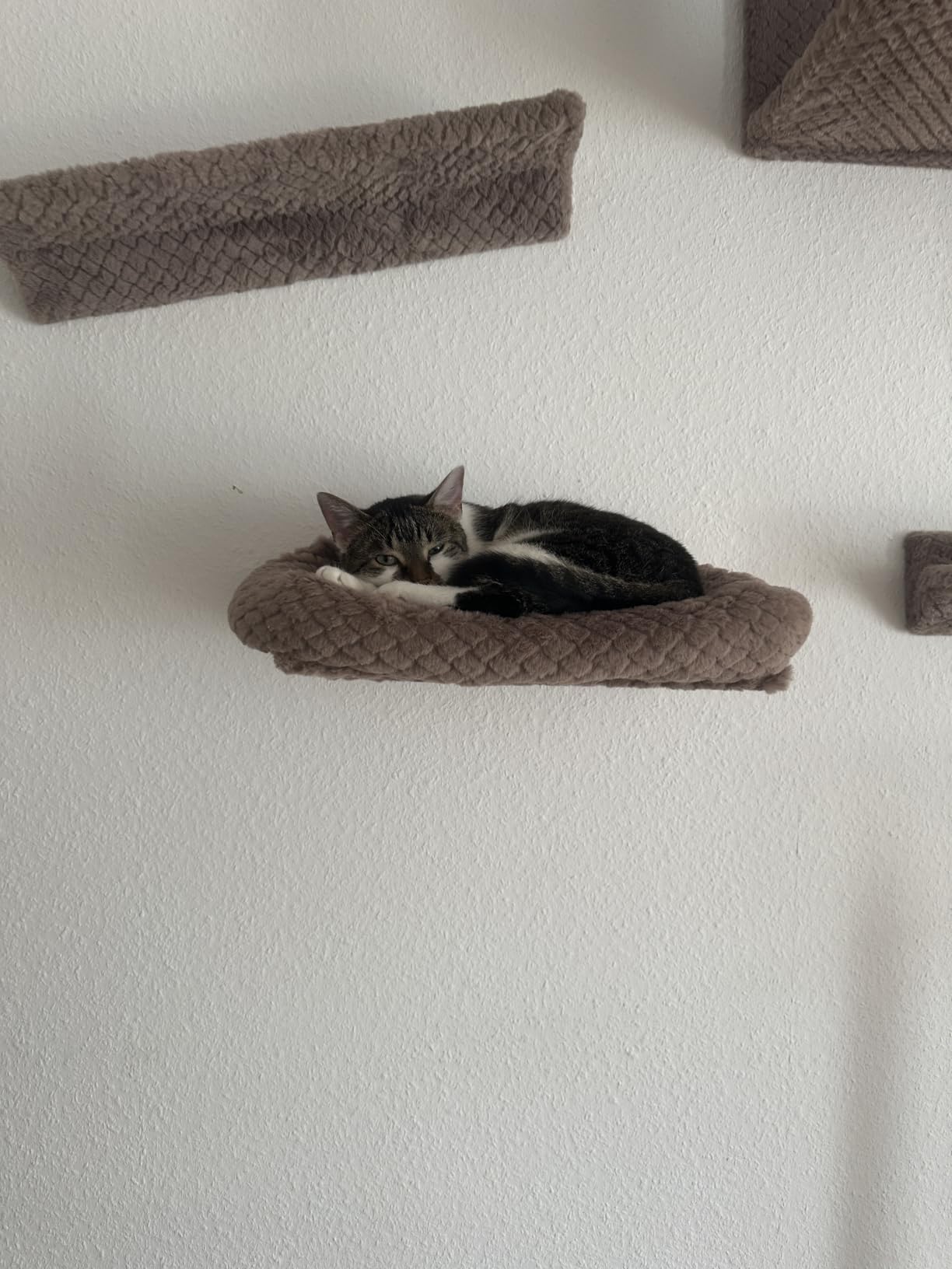 Katzen lieben es