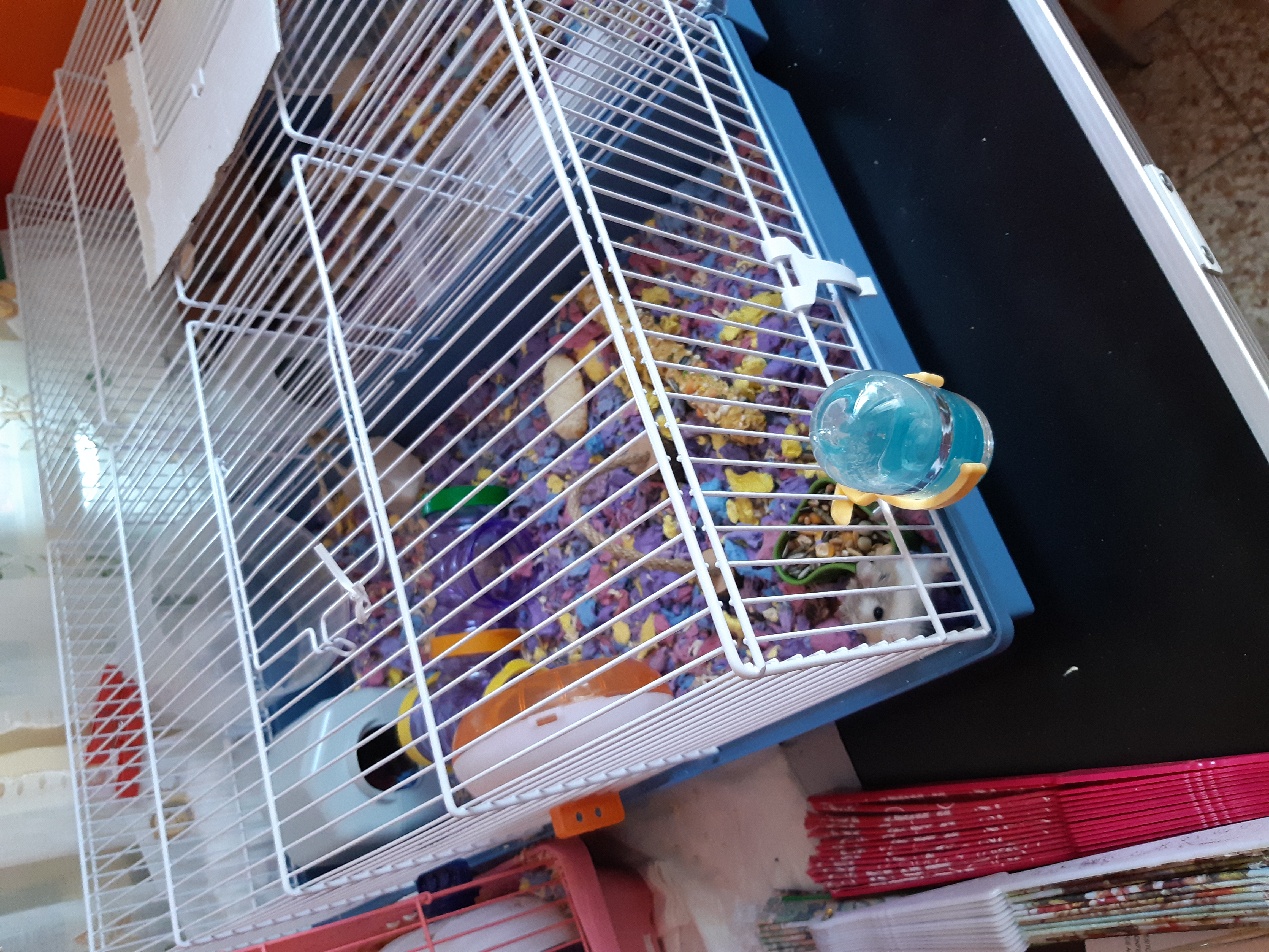 Schneller Aufbau, glücklicher Hamster