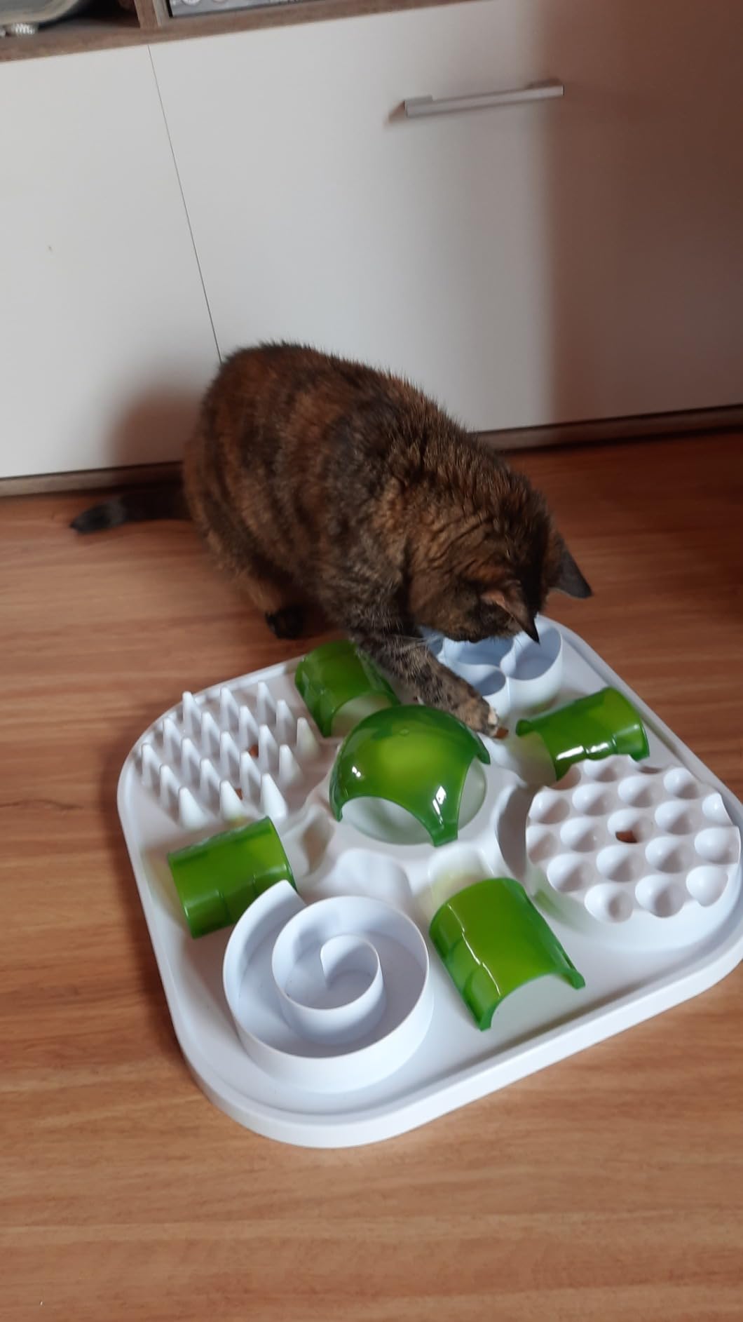 Ganz nett, aber pfiffige Katze