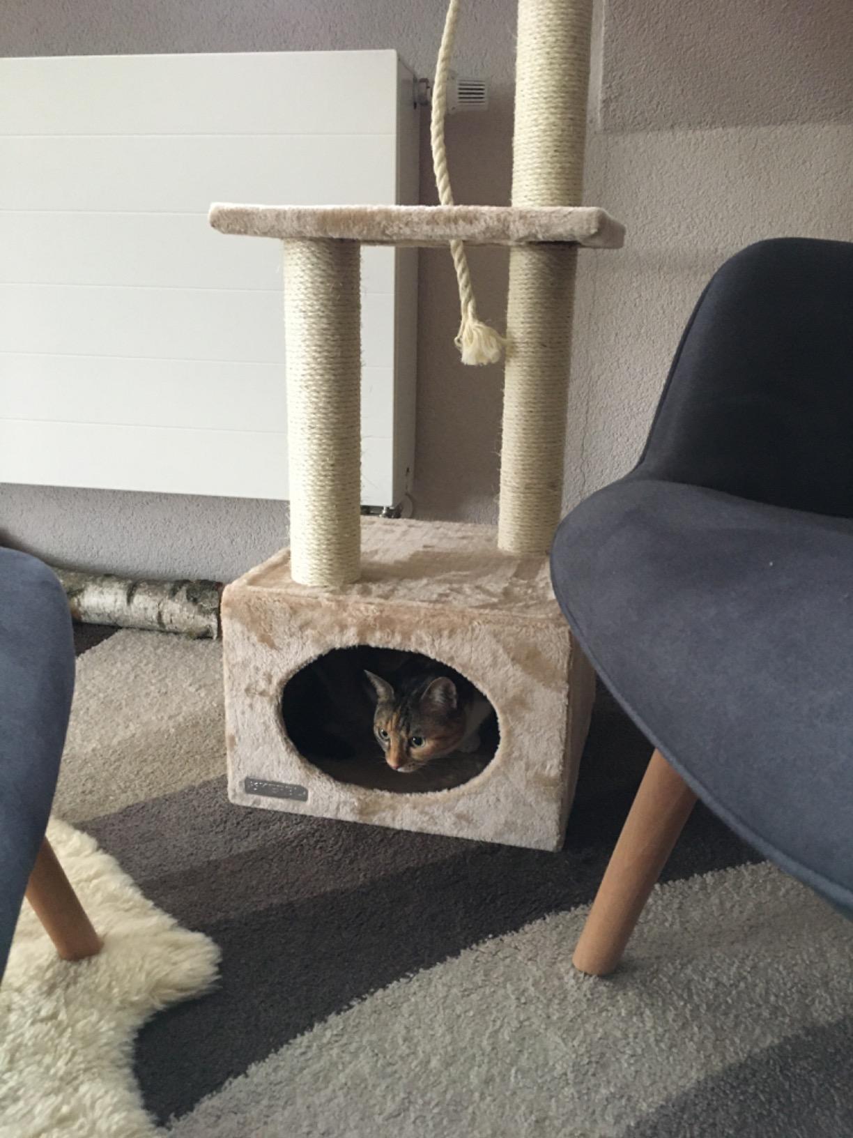 Katzen lieben ihn sofort