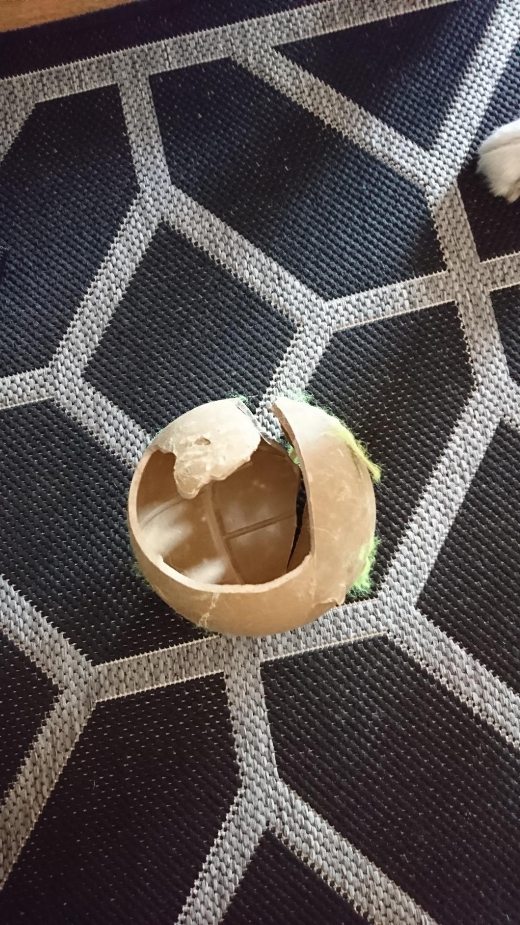 Riesen Spaß für unseren Labrador