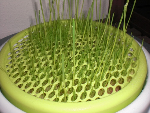 Endlich frisst meine Katze Gras