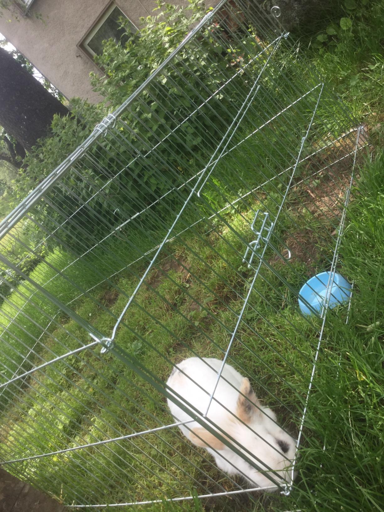 Ideal für Meerschweinchen im Garten