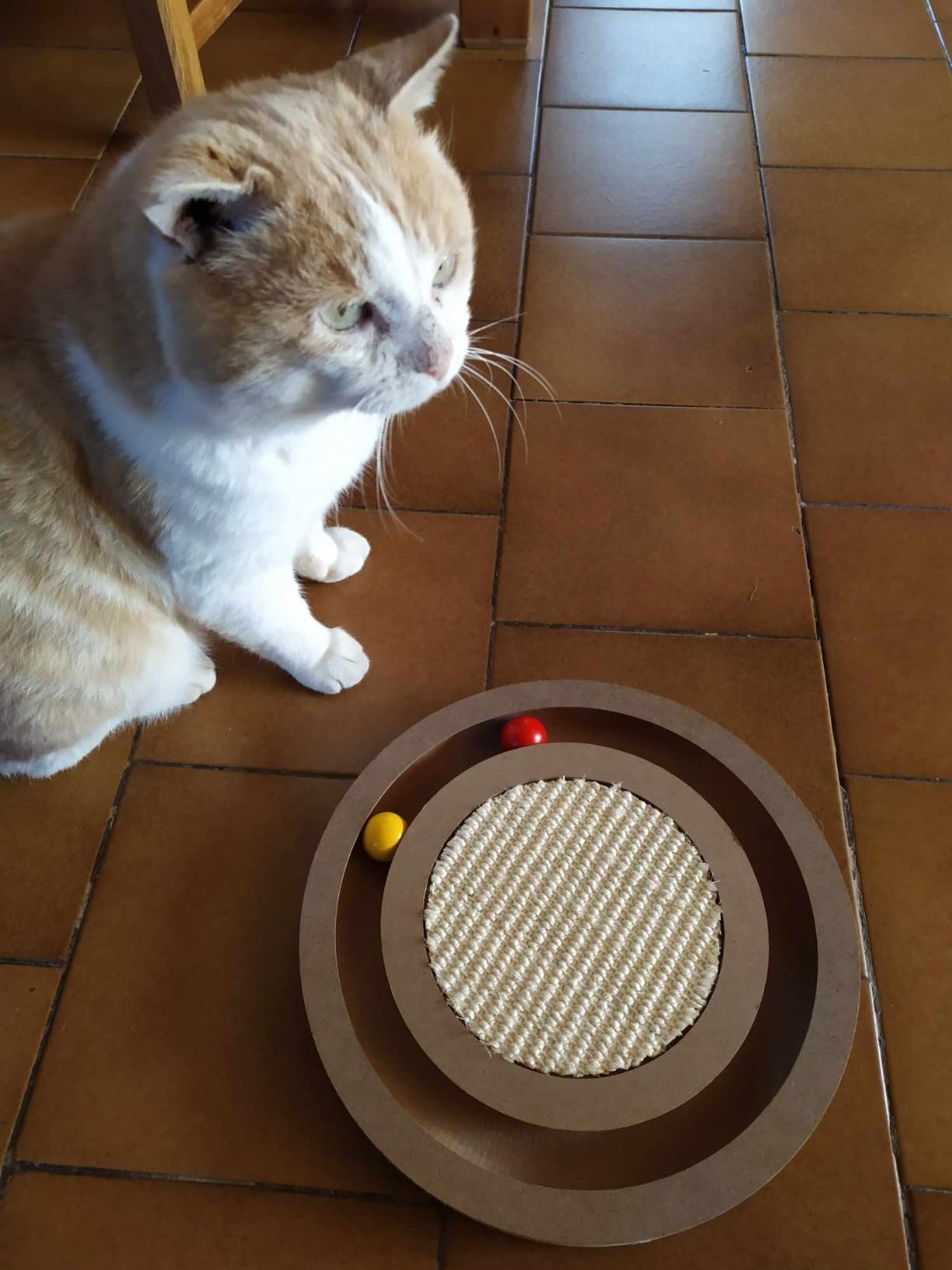 Auch für Kitten genial