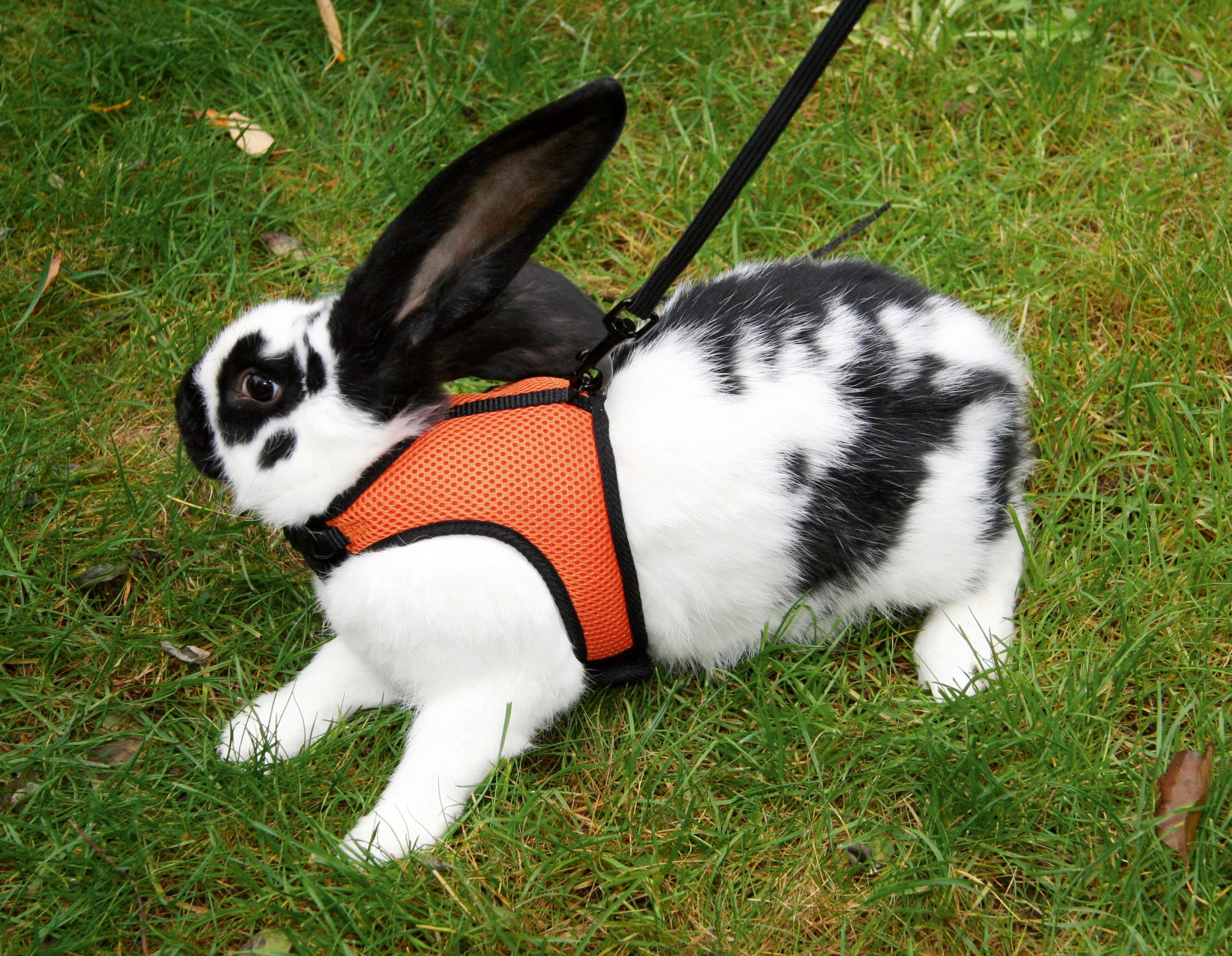 kerbl-pet-sport-meerschweinchengeschirr-mit-flexibler-leine-120-cm image 3