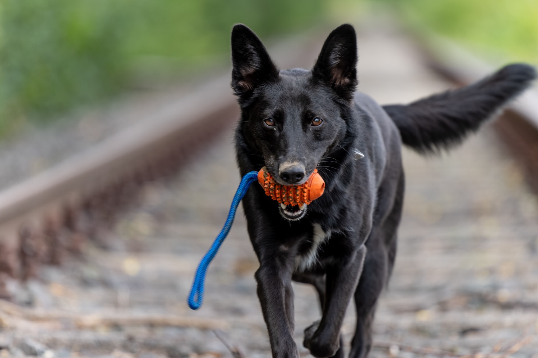 Fliegt weit, Hund glücklich