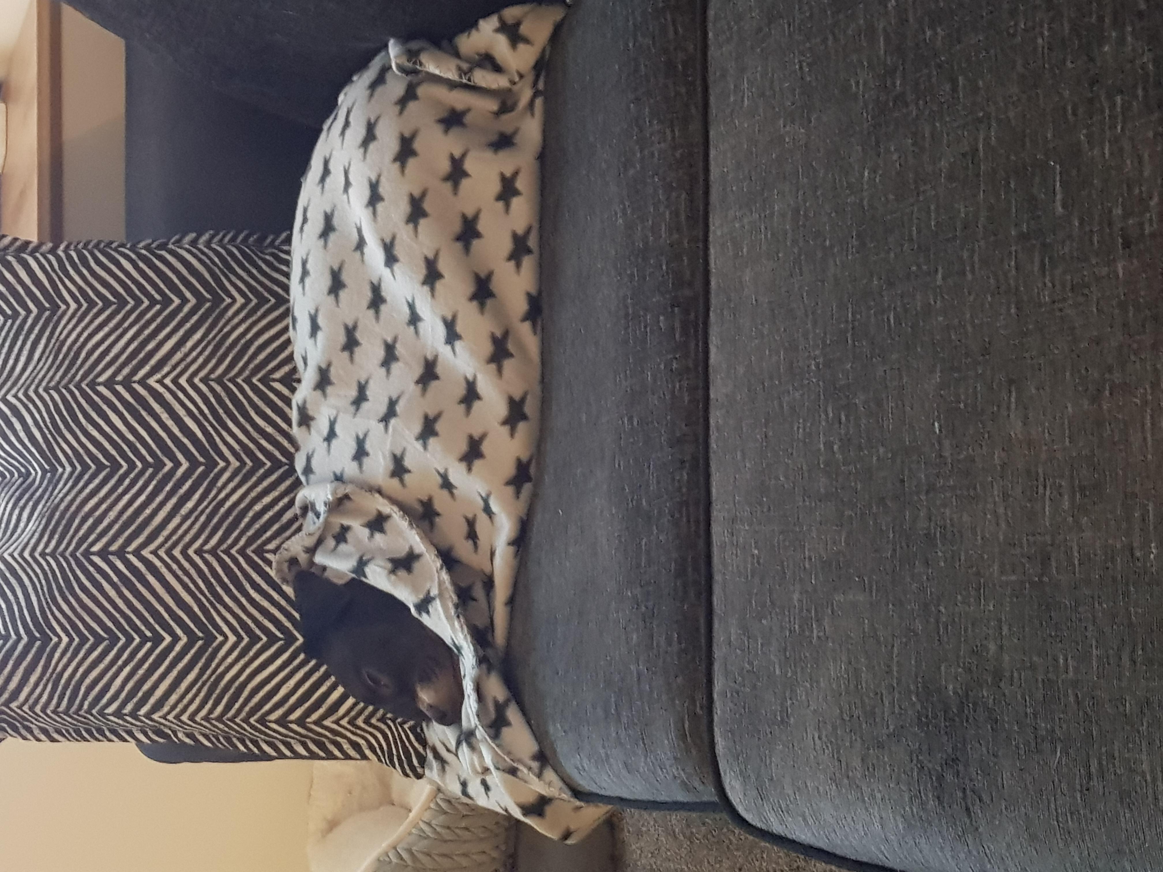 rettet mein sofa digga
