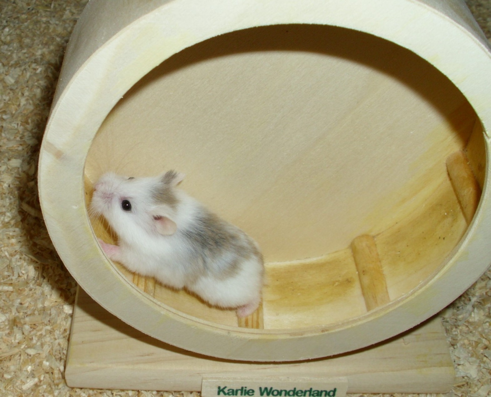 Perfekt für unsere Maus