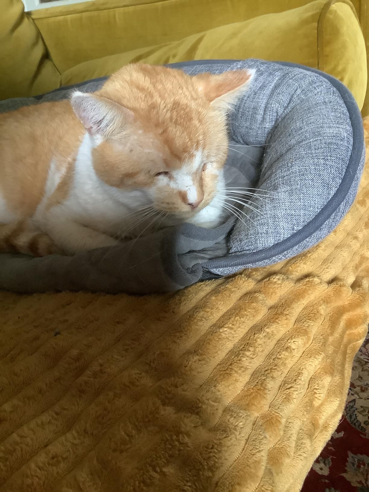 Katzenapproved