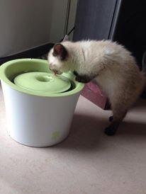 Jungkatzen lieben ihn