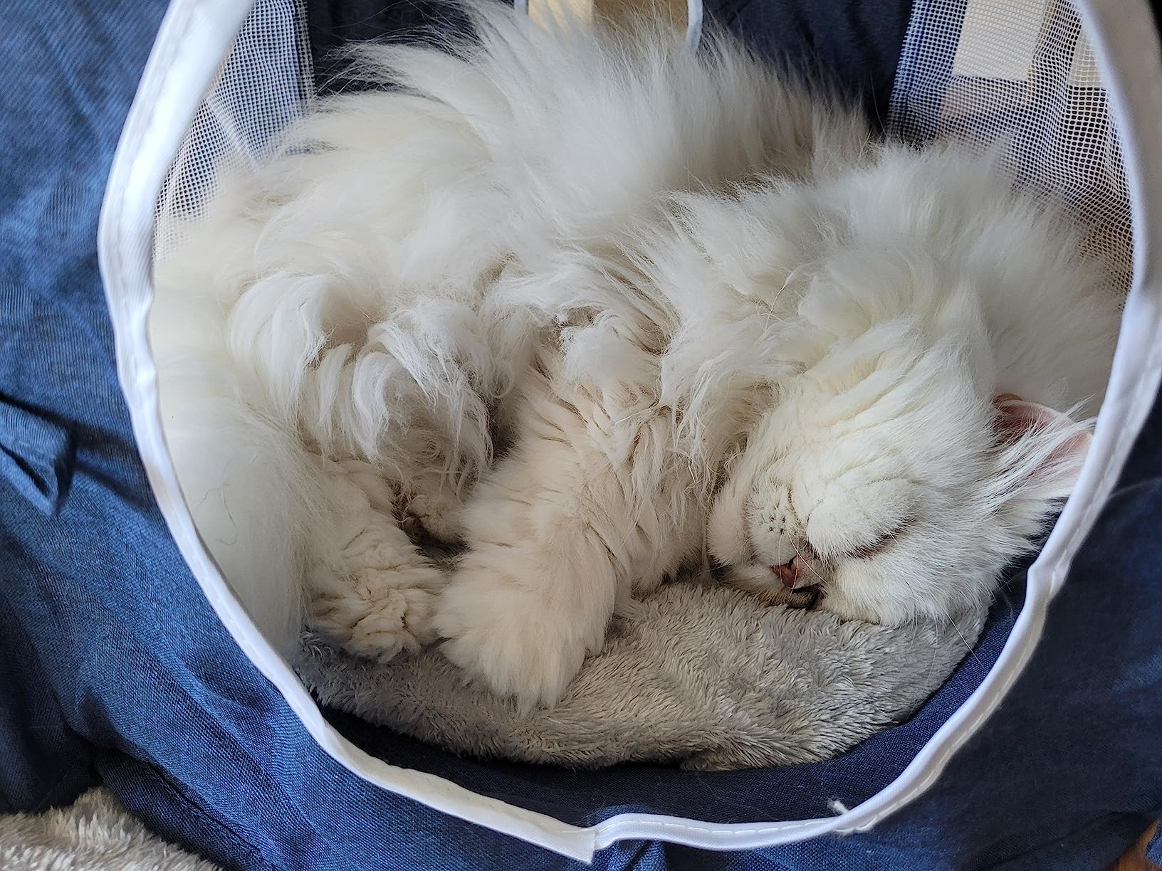 Enkelkatzen lieben es