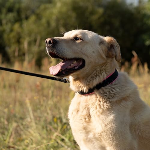 ferplast-ergofluo-c25-60-hundehalsband-52-60-cm-25-mm image 8