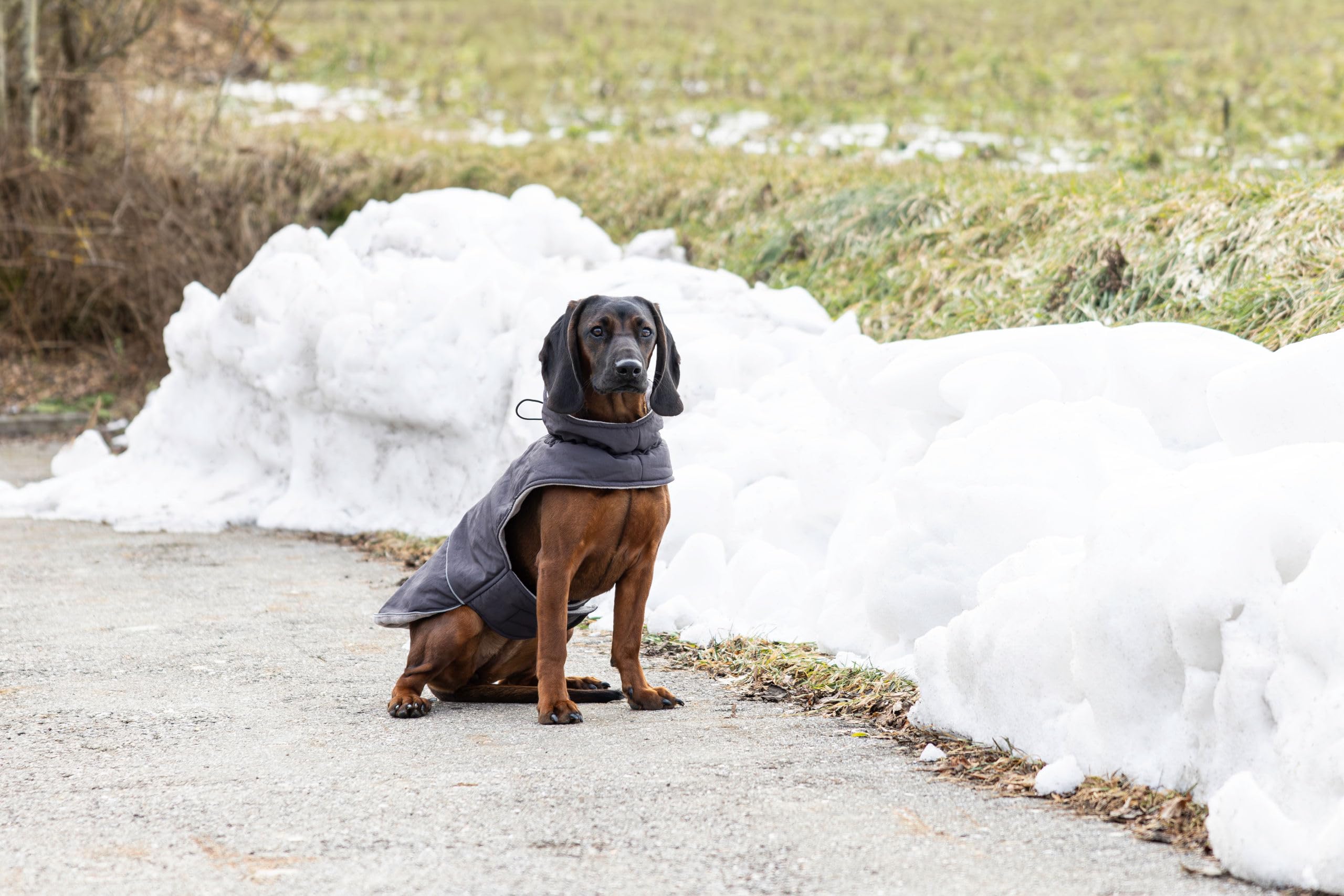 kerbl-pet-hundemantel-montreal-grau-xs-30-cm-wind-und-wasserabweisende-hundejack image 7