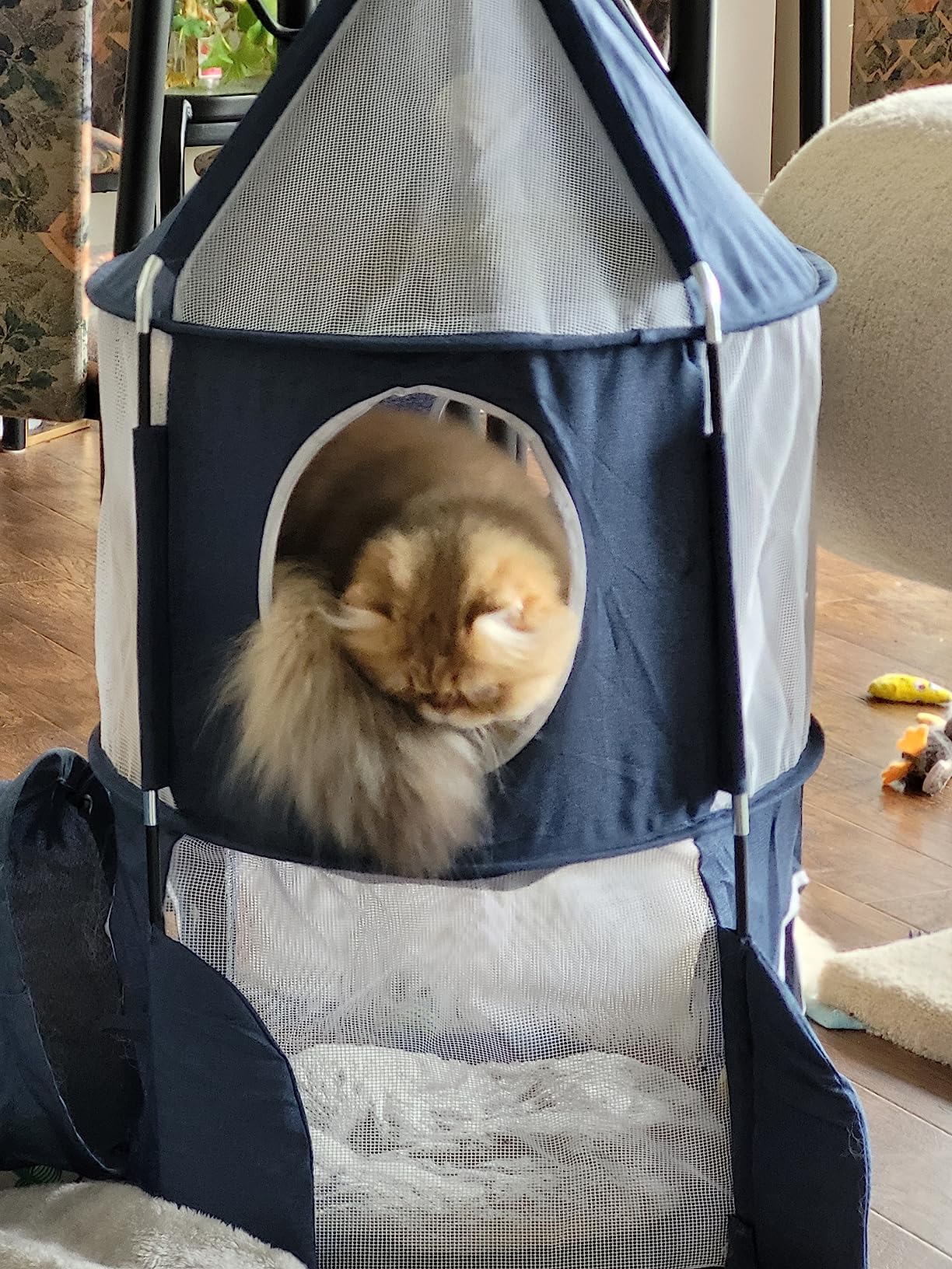 Leider wackelig bei wilden Katzen