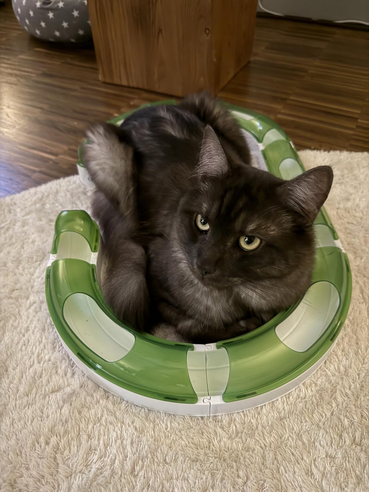 Beste Investition für meine zwei Kater