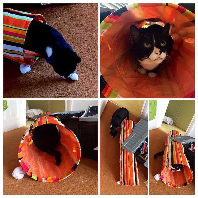 Renner bei Katzen und Kind