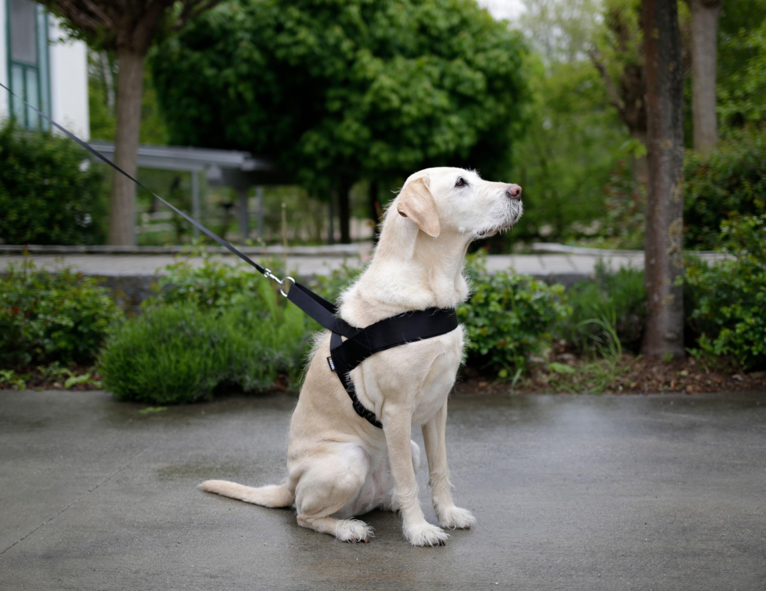 kerbl-pet-miami-plus-hundegeschirr-60-75-cm-hals-40-cm-40-mm-schwarz image 4