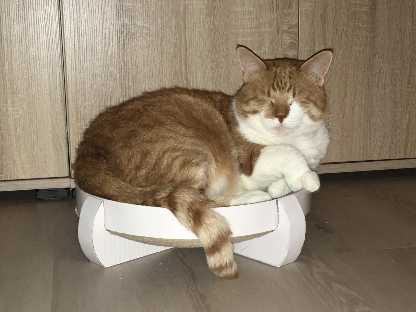 Meine Katze ignoriert es