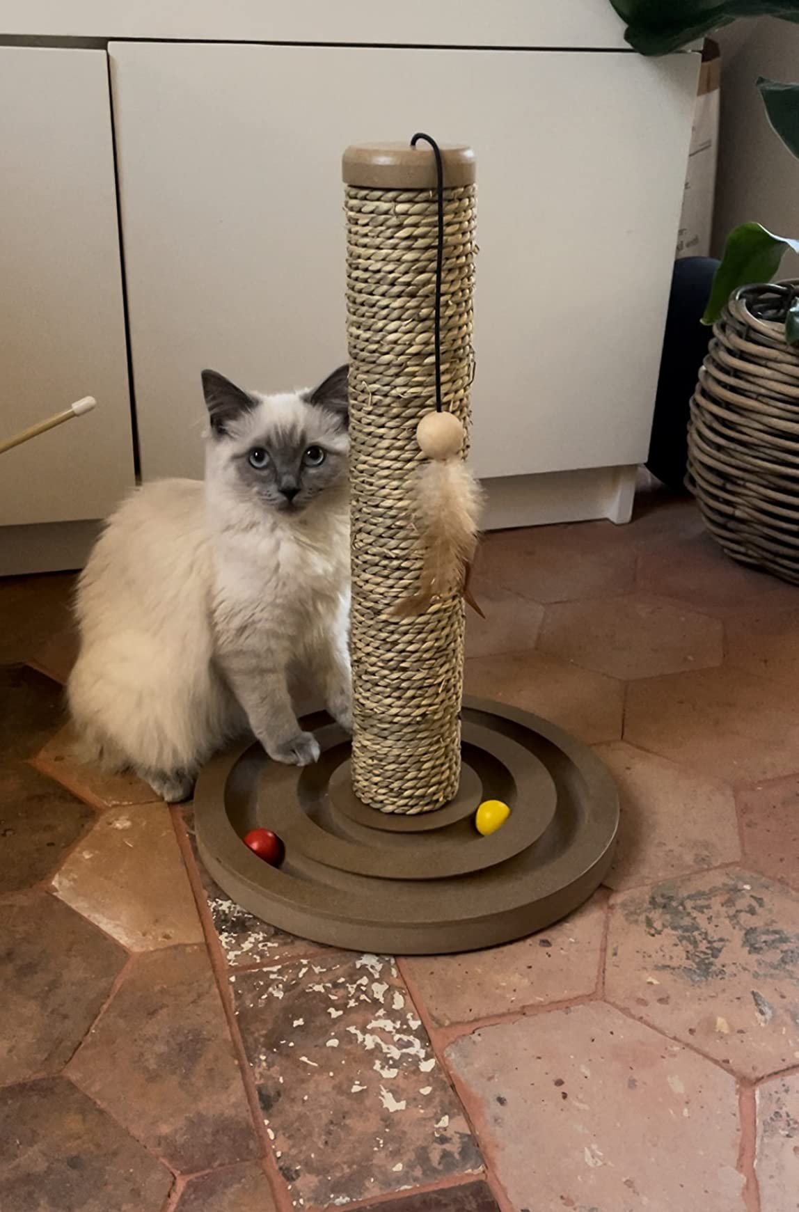 Perfekt für Kitten
