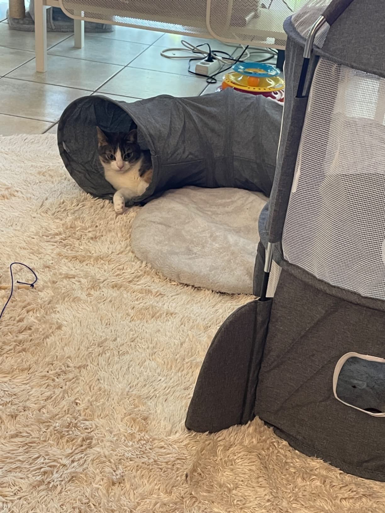 Oma's Kater ist selig