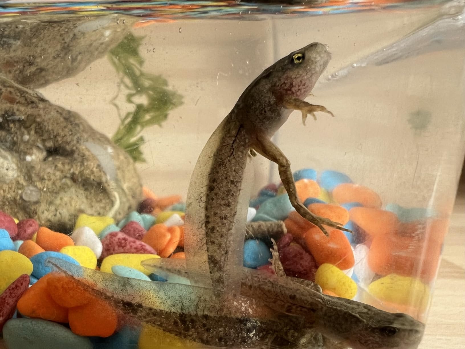 Ideal für Insekten
